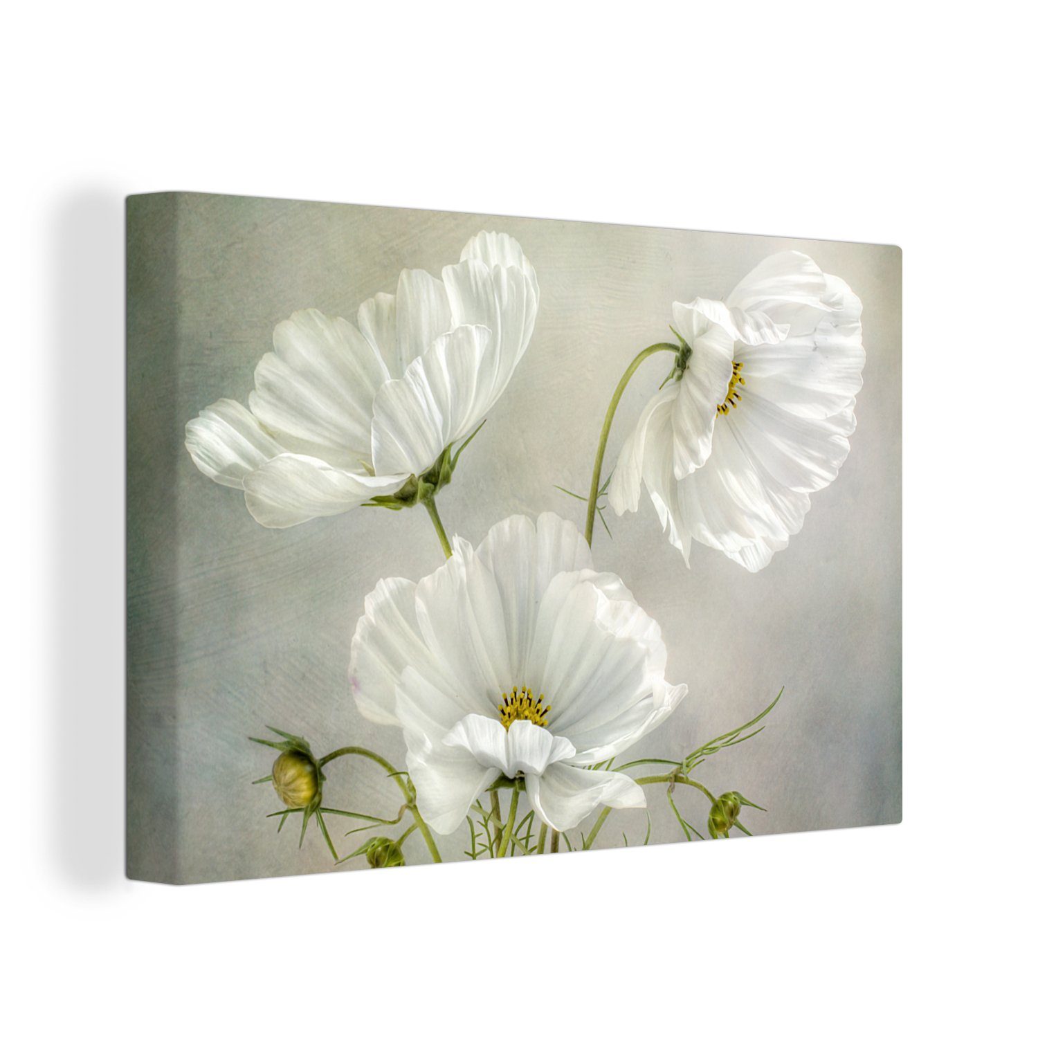 OneMillionCanvasses® Leinwandbild Blumen - Stillleben - Mohn - Weiß - Botanisch, (1 St), Wandbild für alle Wohnbereiche, Gemälde, XXL, großes, 120x80 cm