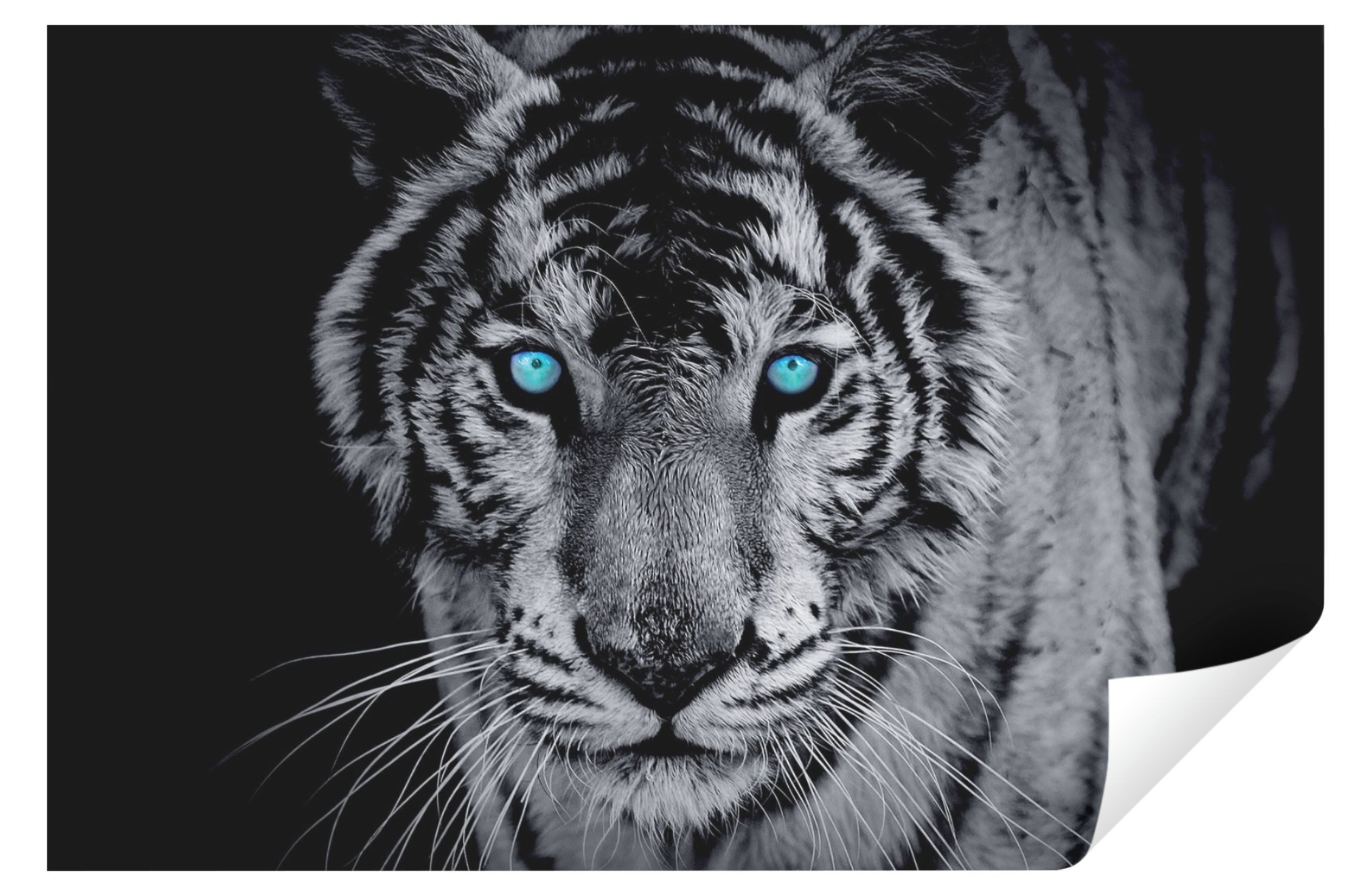 Wallarena Fototapete Tiere Tiger Schwarz 3D günstig online kaufen