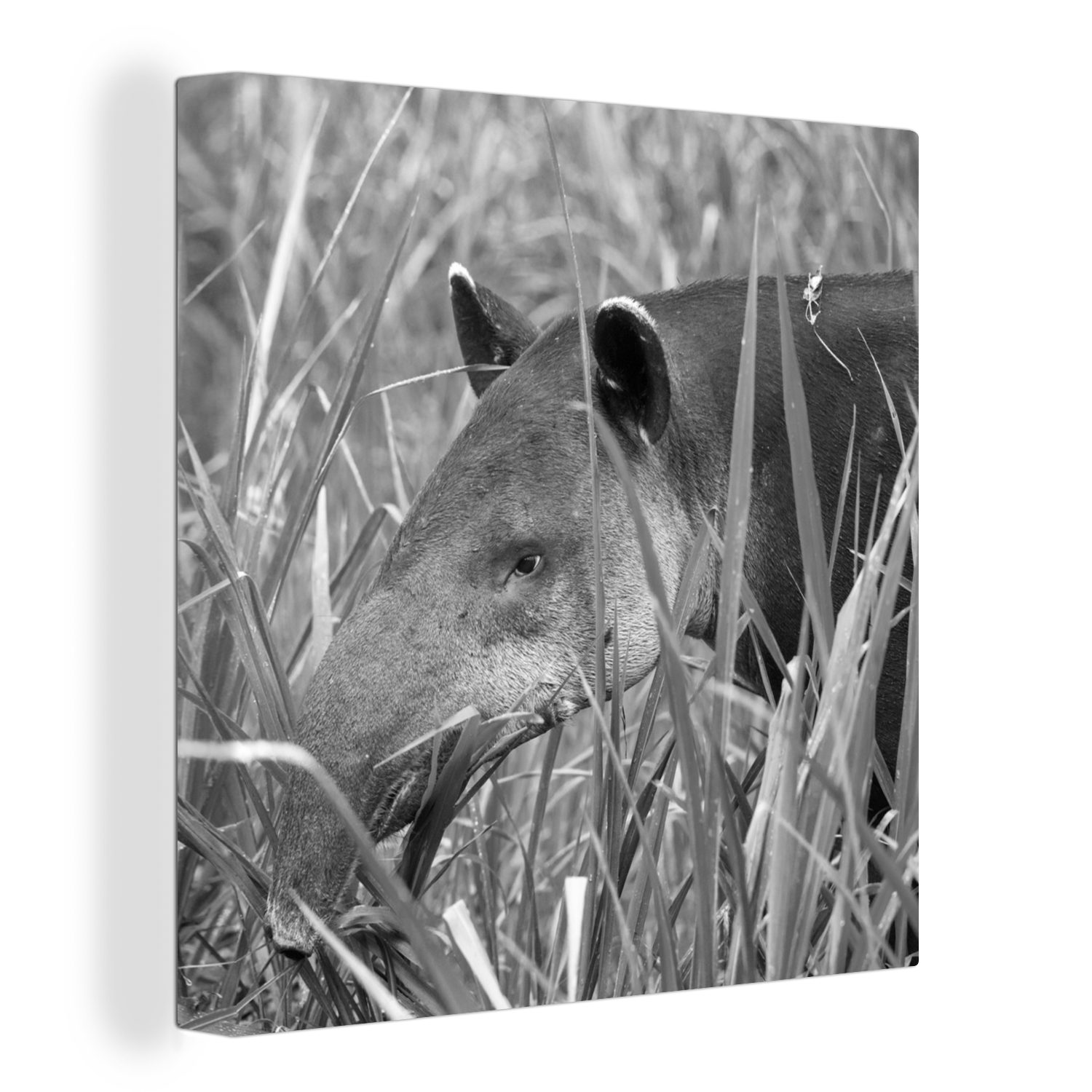 OneMillionCanvasses® Leinwandbild Mittelamerikanischer Tapir im Nationalpark von Costa Rica in, (1 St), Leinwand Bilder für Wohnzimmer Schlafzimmer