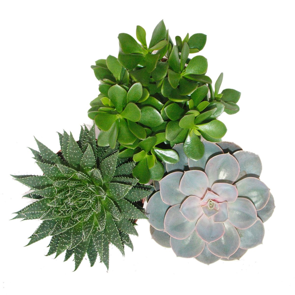 Exotenherz Kaktus 3er Set Sukkulenten - 3 verschiedene Pflanzen im 12cm Topf