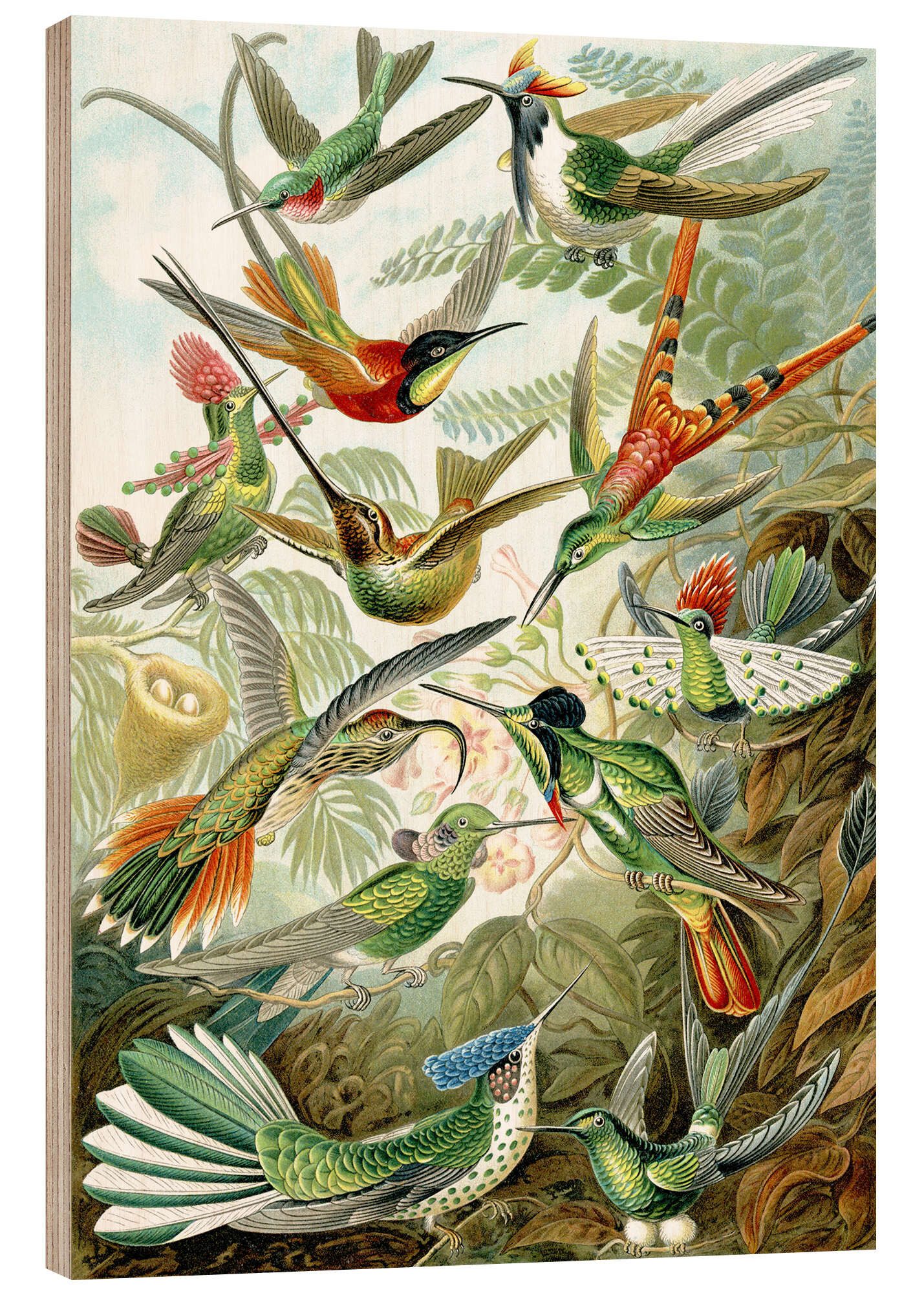 Posterlounge Holzbild Ernst Haeckel, Kolibris, Trochilidae (Kunstformen der Natur, 1899), Malerei
