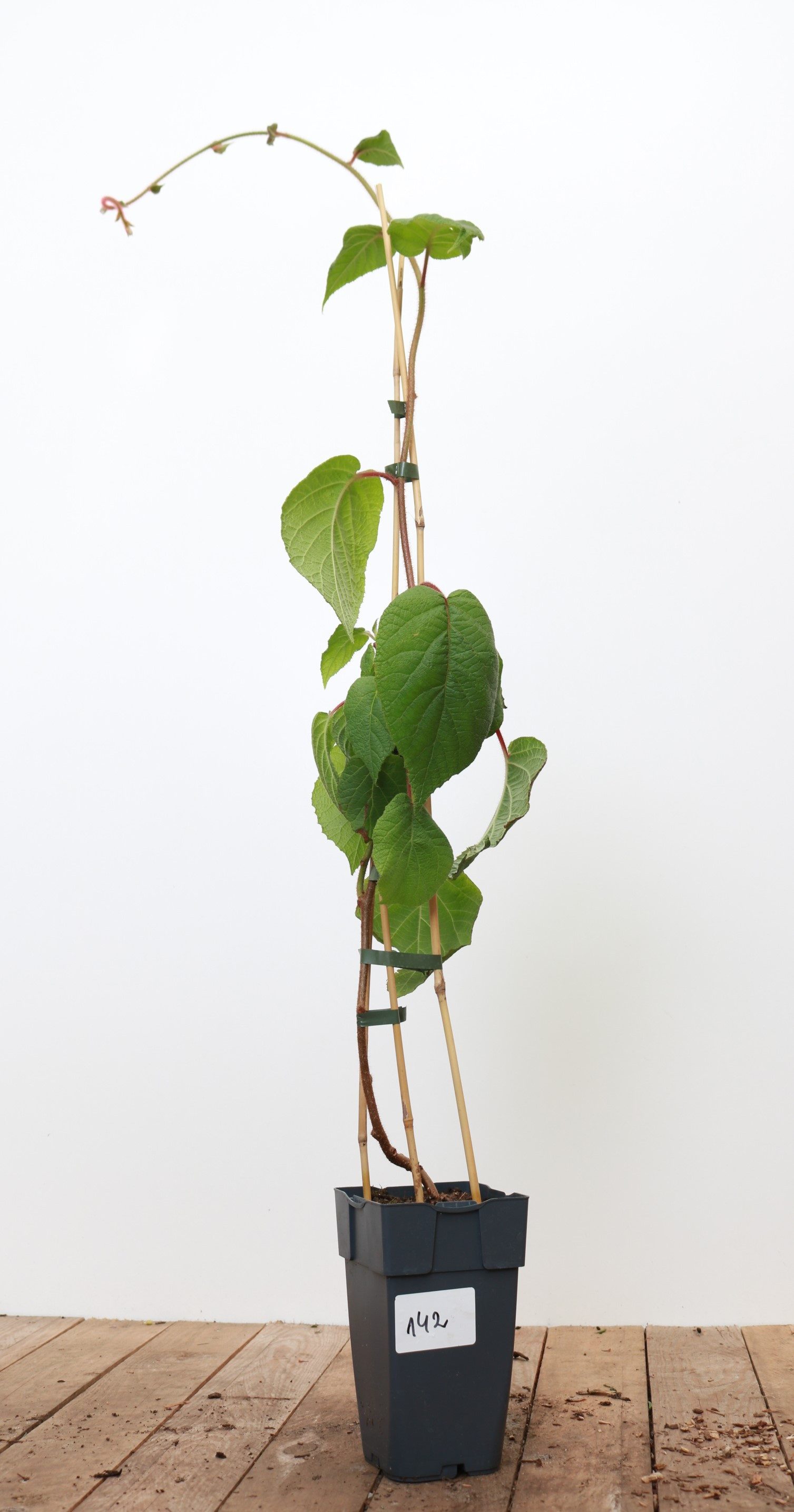Pflanzen für Dich Obstpflanze Actinidia chinensis Male, 1 St., Chinesischer Strahlengriffel, Kiwi, Kiwipflanze, bestäubersorte, keine früchte