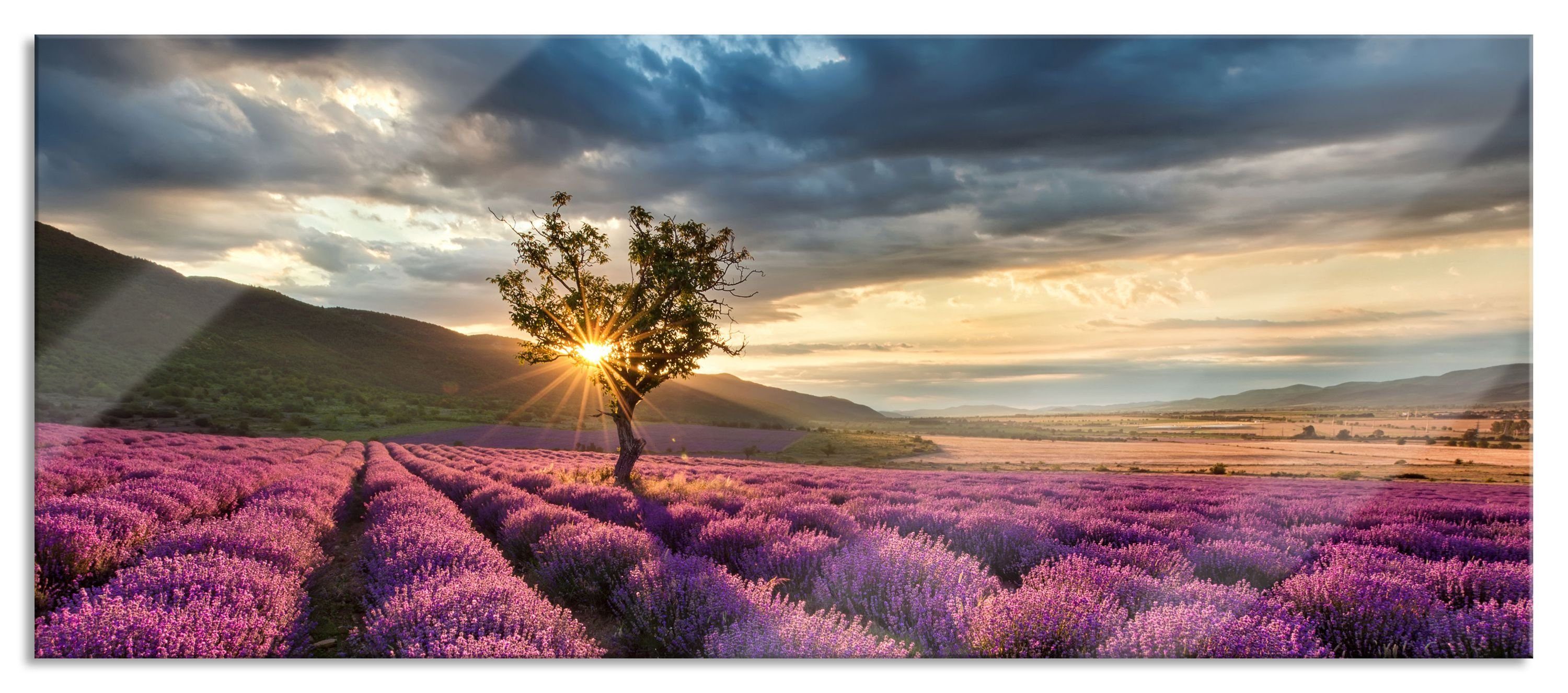 Pixxprint Glasbild Lavendel Provence mit Baum, Lavendel Provence mit Baum (1 St), Glasbild aus Echtglas, inkl. Aufhängungen und Abstandshalter | Bilder