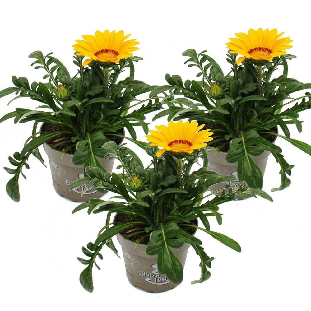 Exotenherz Beetpflanze Mittagsgold Gazania "Big Kisses" verschiedene Farben 12cm Topf 3er Set
