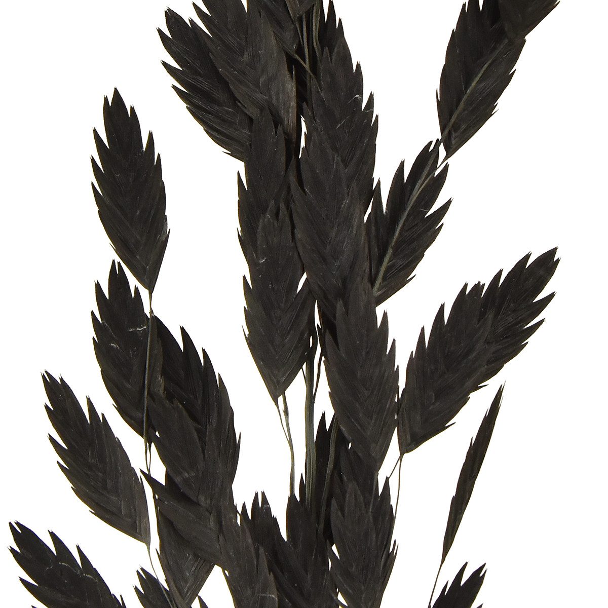 Trockenblume Plattährengras Chasmantium Schwarz 70cm Trockenblumen günstig online kaufen