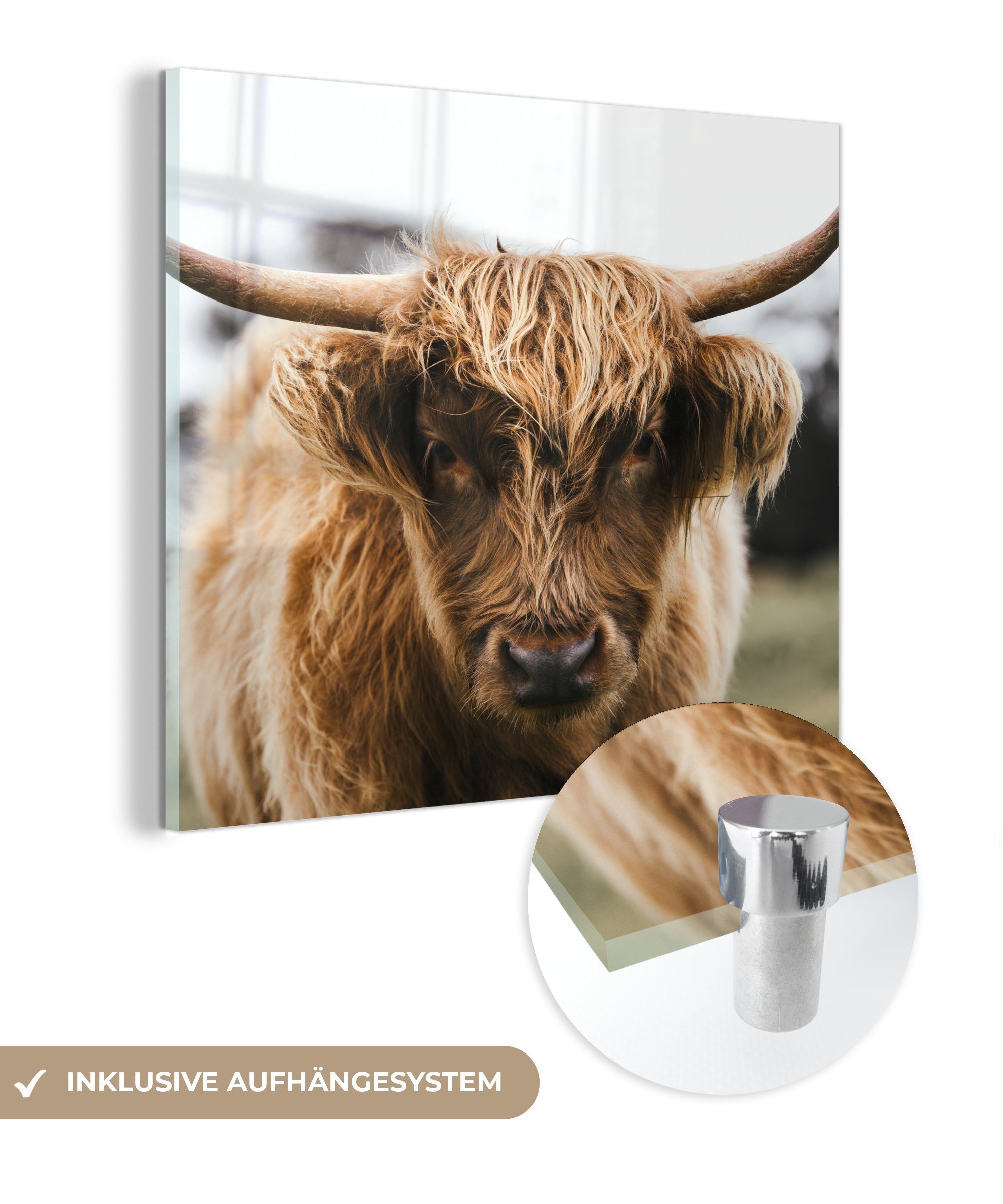 MuchoWow Acrylglasbild Schottischer Highlander - Kuh - Gras - Tiere - Natur, (1 St), Dekorative Bild für Küche & Wohnzimmer auf Glas