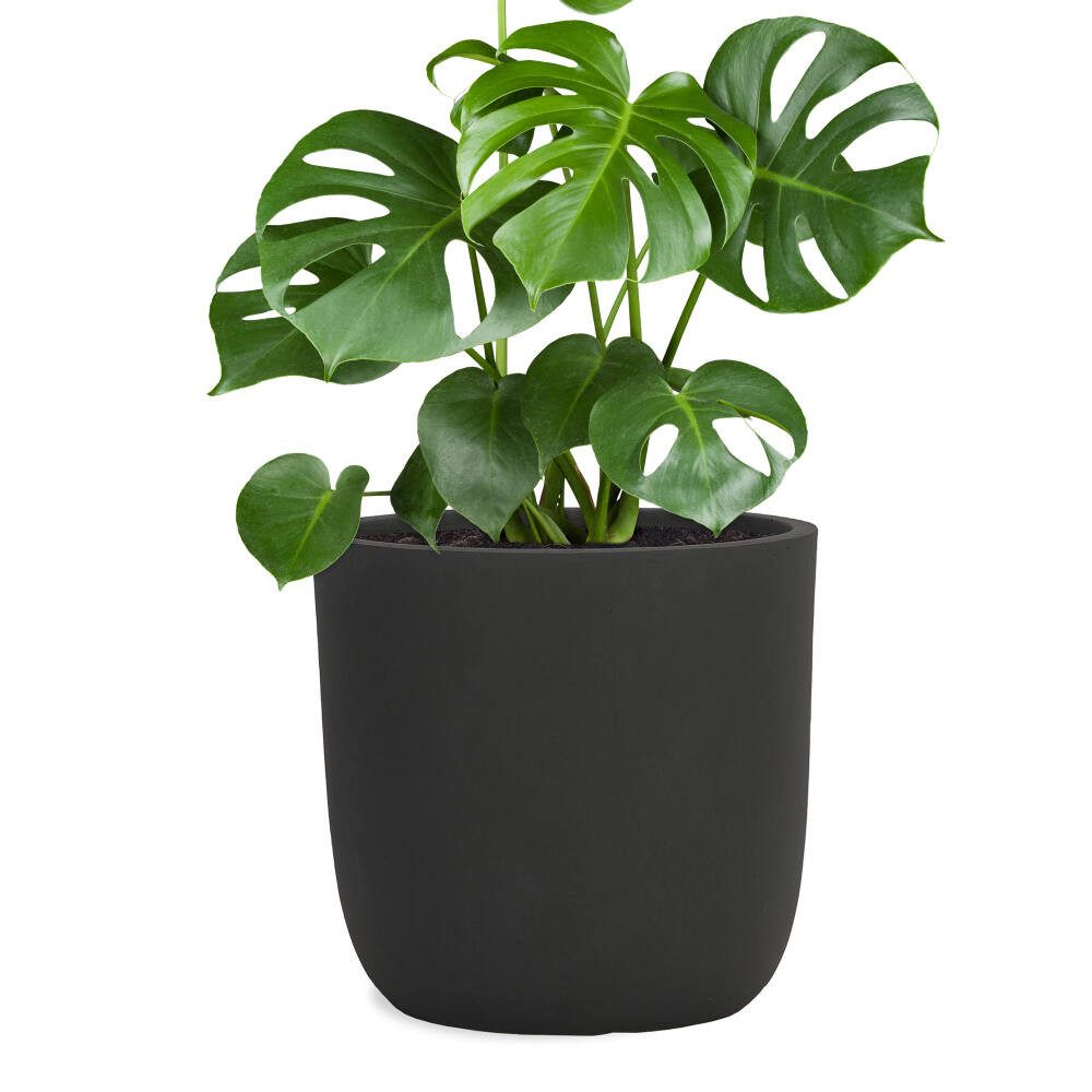 Pflanzwerk® Pflanzkübel CUP Premium Fiberglas Blumenkübel Frostbeständig mit Lotus-Effekt, Lotus-Effekt - Handgefertigt - Rund - Frostbeständig
