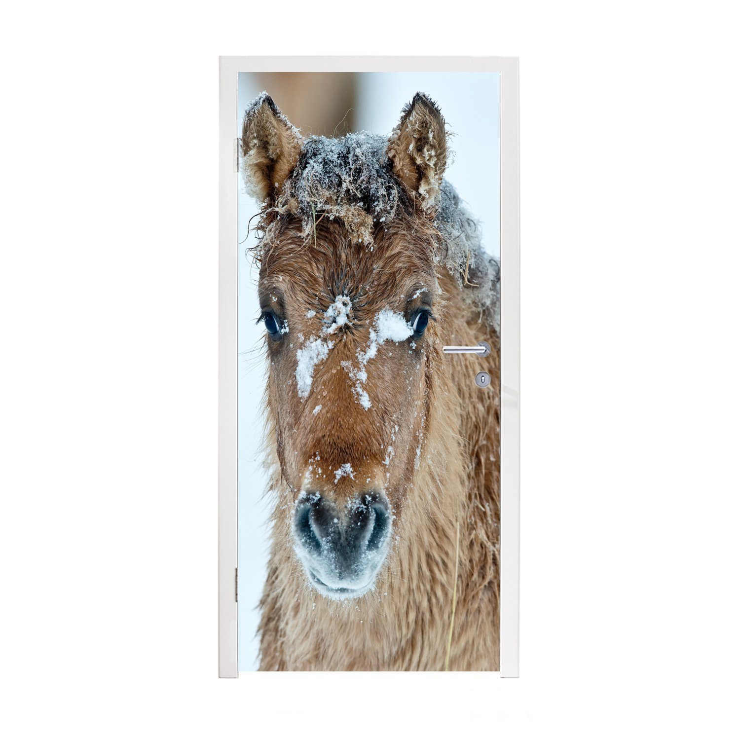 MuchoWow Türtapete Junges Fjordpferd mit Schnee bedeckt, Matt, bedruckt, (1 St), Fototapete für Tür, Türaufkleber, 75x205 cm
