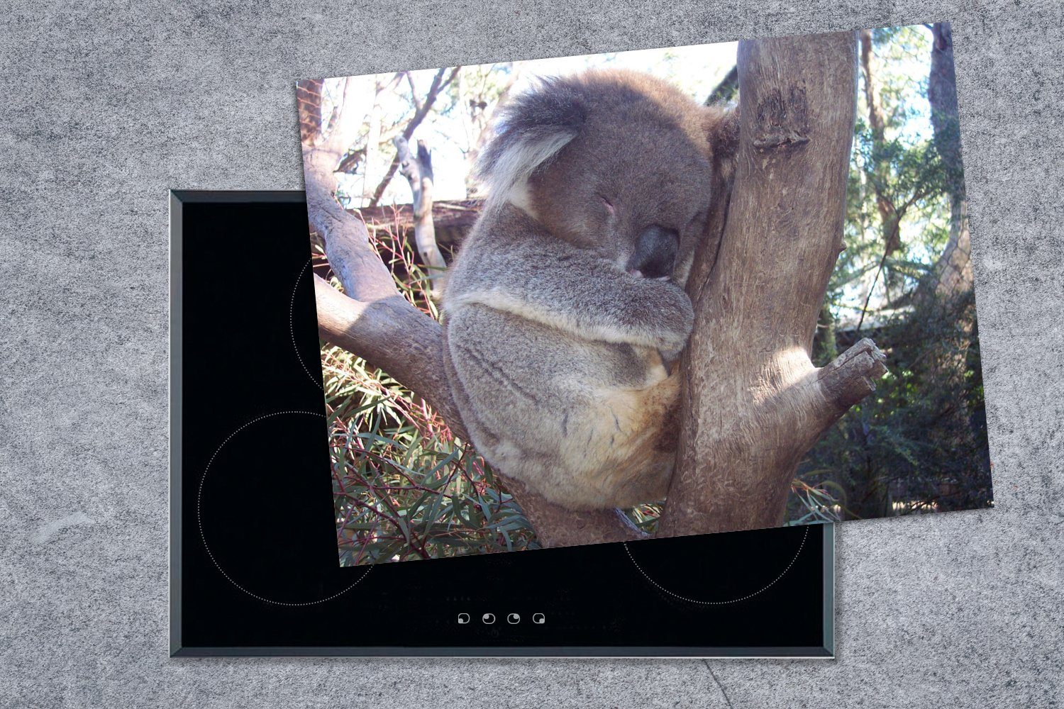 MuchoWow Herdblende-/Abdeckplatte Koala - Vinyl, (1 Grau, Baum Arbeitsfläche - nutzbar, cm, tlg), Ceranfeldabdeckung 70x52 Mobile