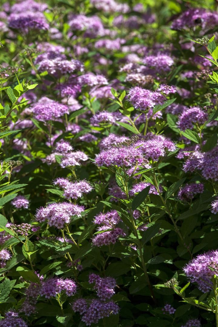 Pflanzen für Dich Gehölze Spiraea japonica Little Princess, 1 St., Japanische Spiere, Zwergspiere