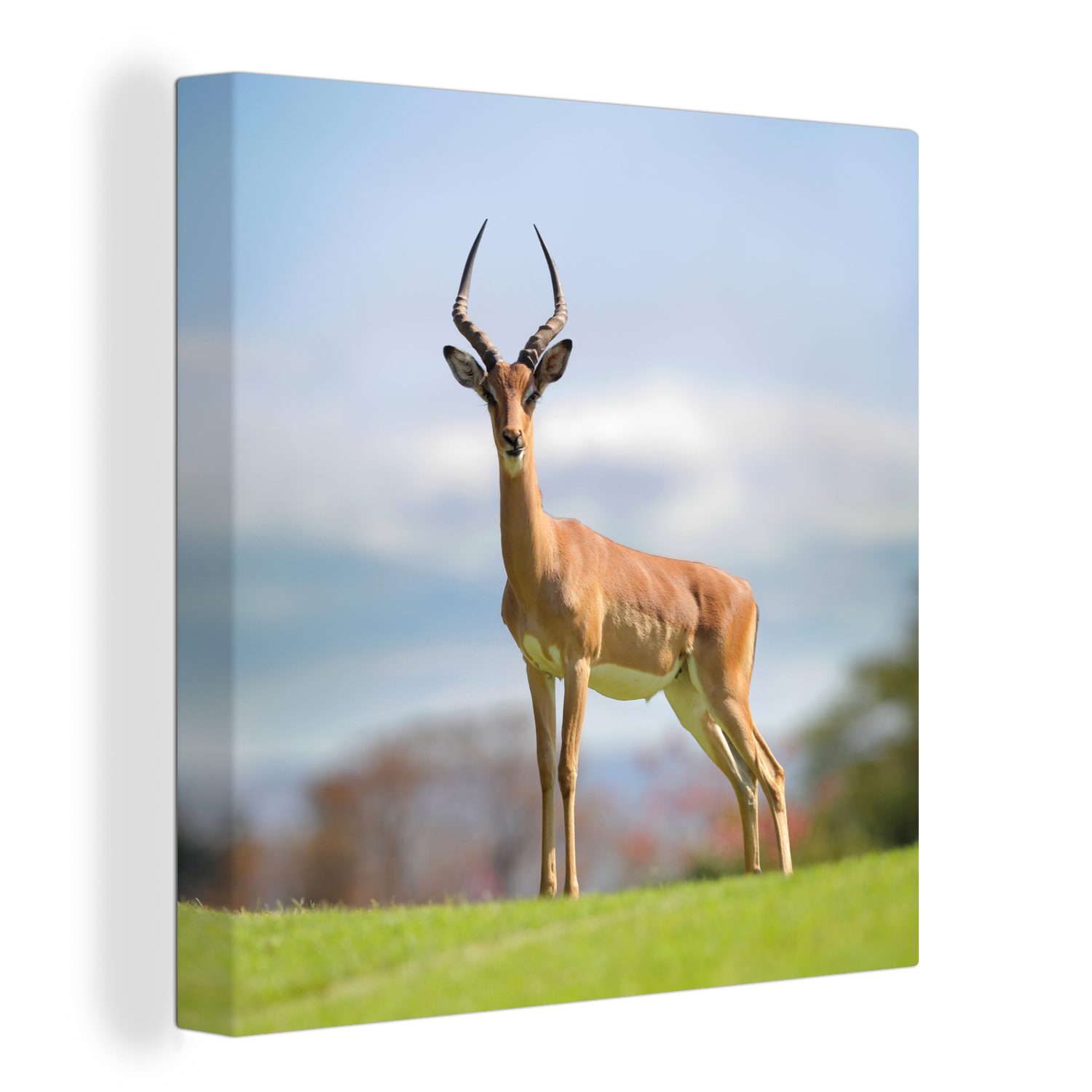 OneMillionCanvasses® Leinwandbild Gazelle - Grün - Gras, (1 St), Leinwand Bilder für Wohnzimmer Schlafzimmer