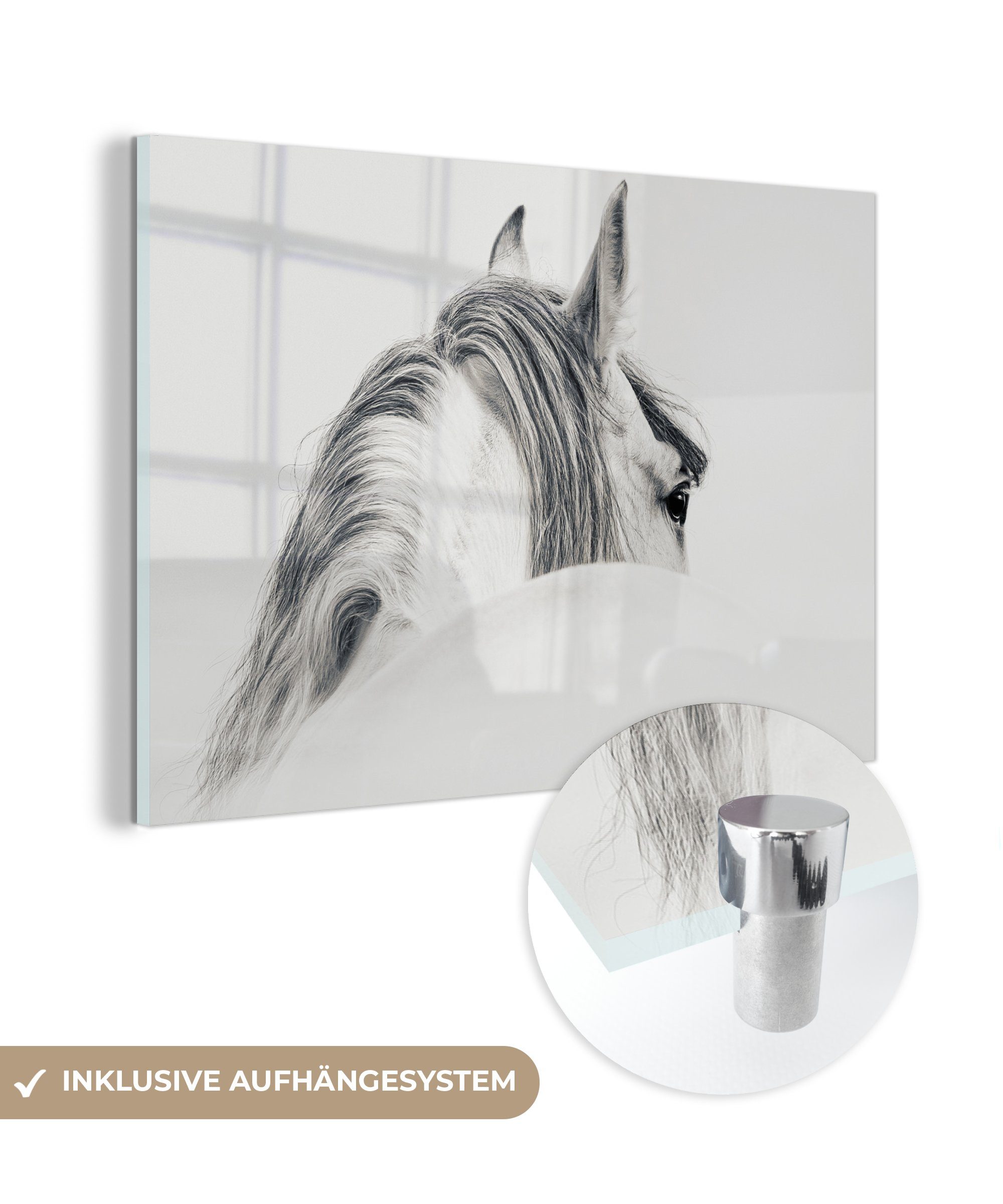 MuchoWow Acrylglasbild Pferd - Weiß - Tier, (1 St), Glasbilder - Bilder auf Glas Wandbild - Foto auf Glas - Wanddekoration