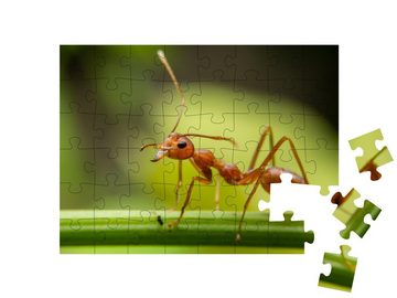 puzzleYOU Puzzle Rote Ameisen suchen auf grünen Ästen, 48 Puzzleteile, puzzleYOU-Kollektionen Ameisen, Insekten & Kleintiere