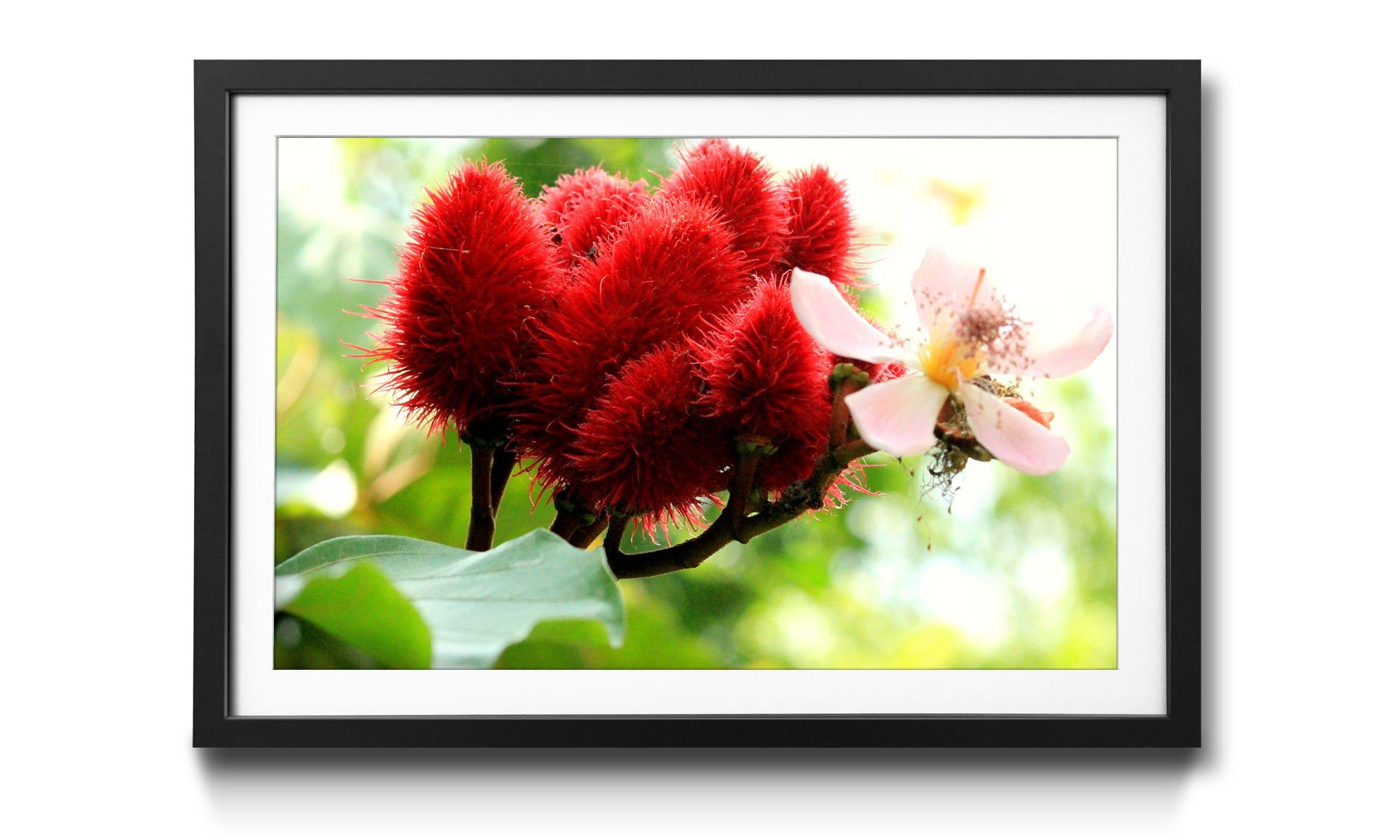 WandbilderXXL Redbud, Blumen, 4 Rahmen Beauty Größen erhältlich mit Bild in Wandbild,