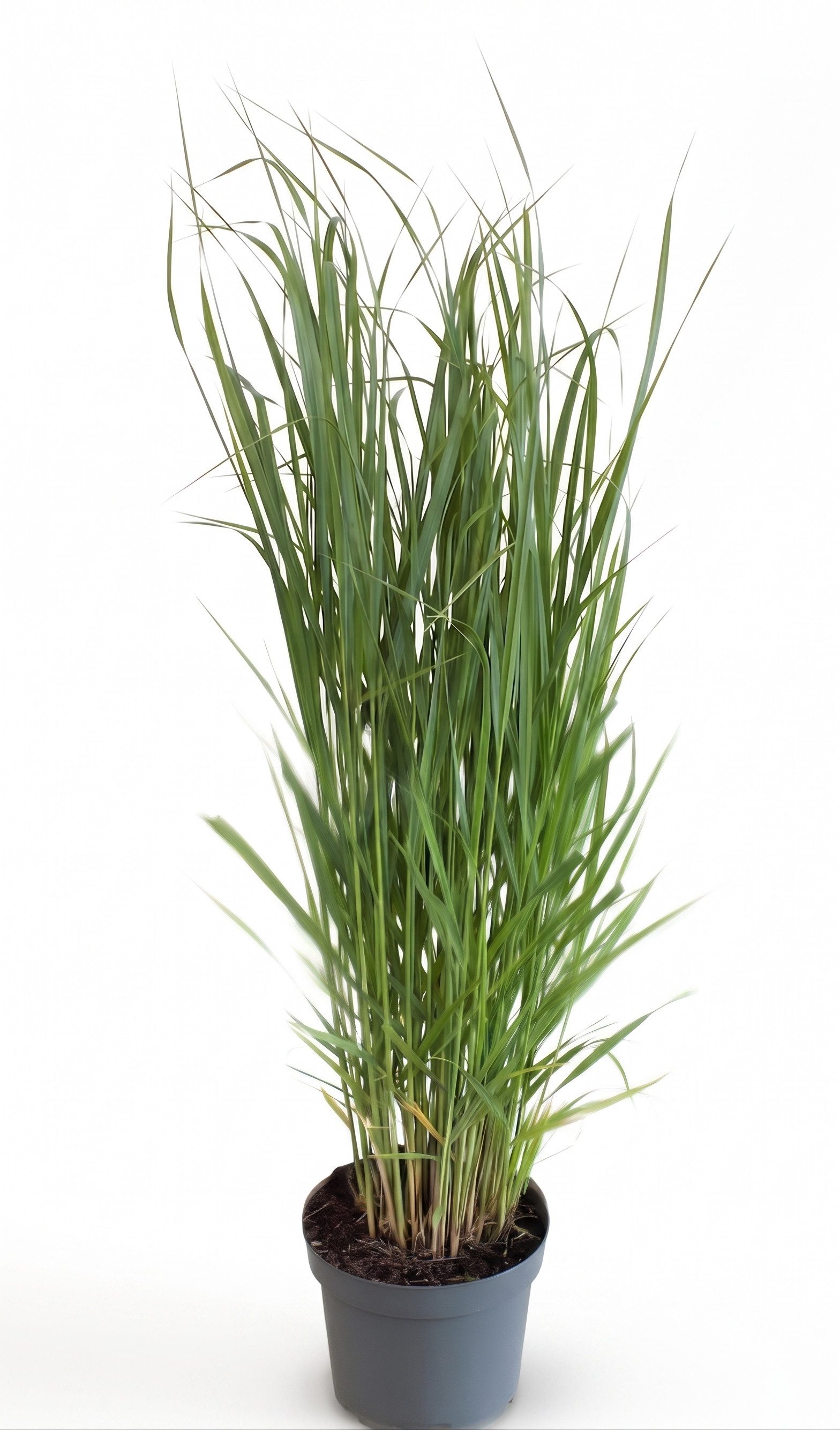 Pflanzen für Dich Gräser Panicum virgatum 'Northwind', 1 St., Rutenhirse, aufrecht, winterhart