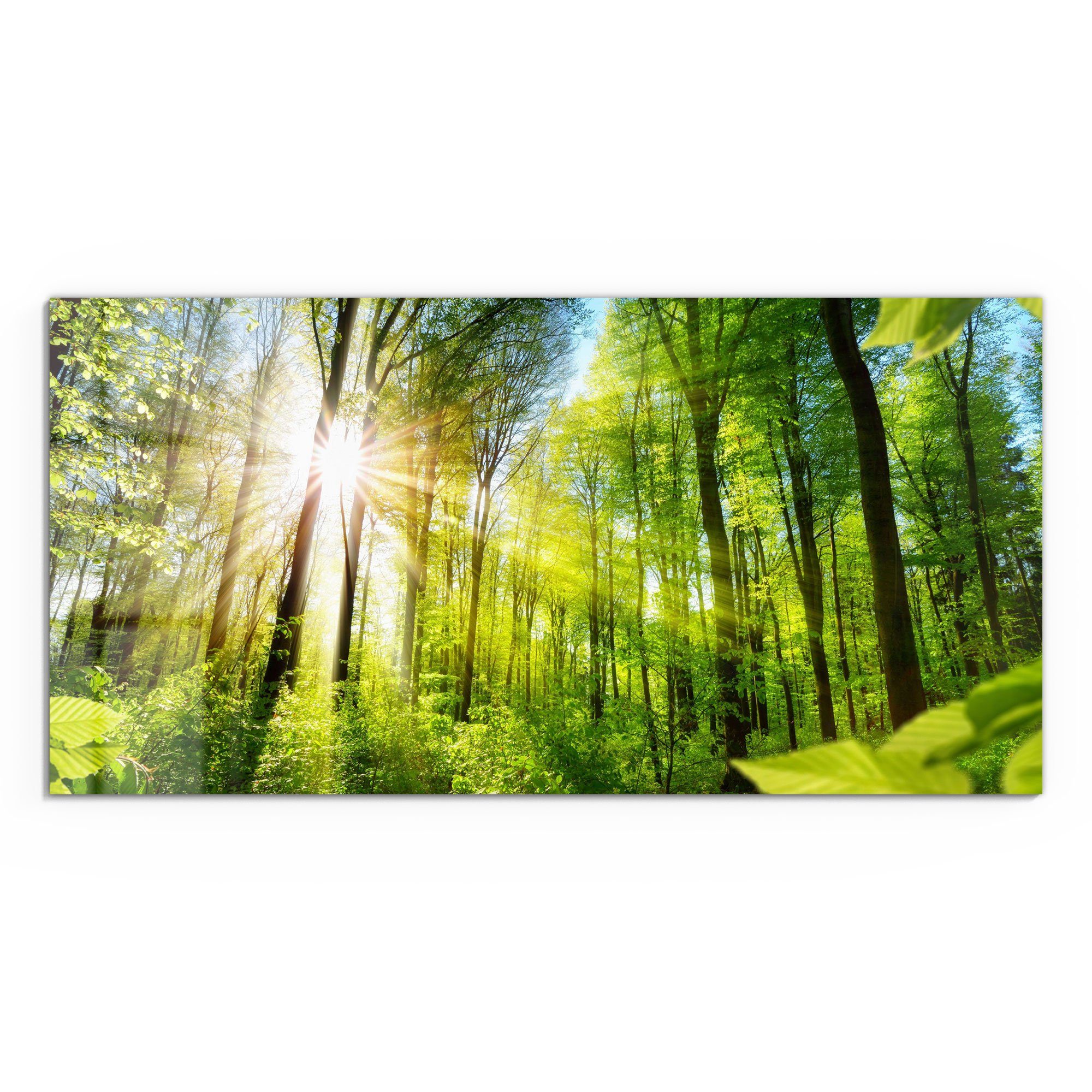 DEQORI Glasbild 'Licht durchdringt Bäume', 'Licht günstig online kaufen