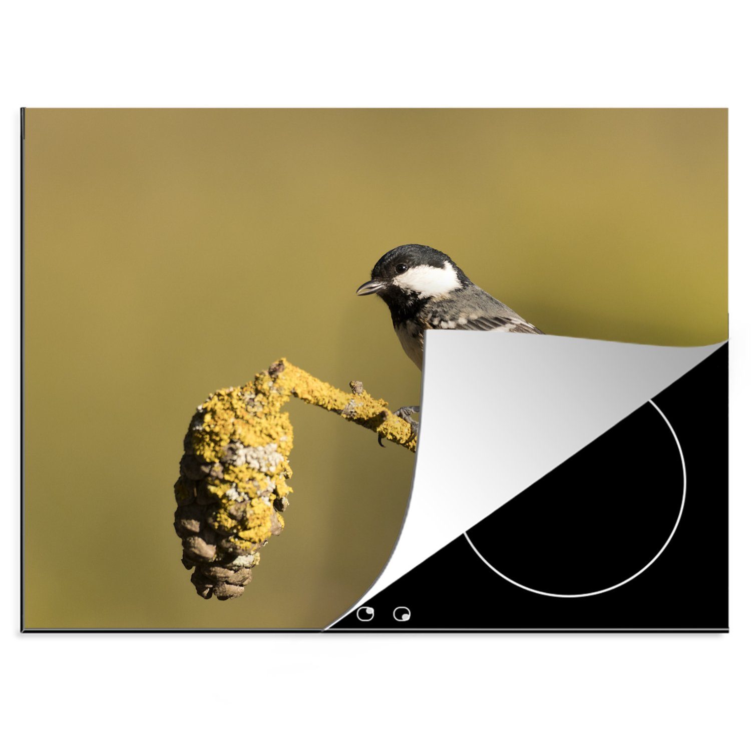 MuchoWow Herdblende-/Abdeckplatte Kohlmeise in Naturschutzgebiet cm, Ast (1 einem Arbeitsfläche tlg), Bild Vinyl, 70x52 in, einer einem Mobile nutzbar, auf Ceranfeldabdeckung