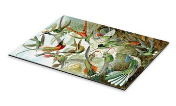 Posterlounge XXL-Wandbild Ernst Haeckel, Kolibris, Trochilidae (Kunstformen der Natur, 1899), Malerei