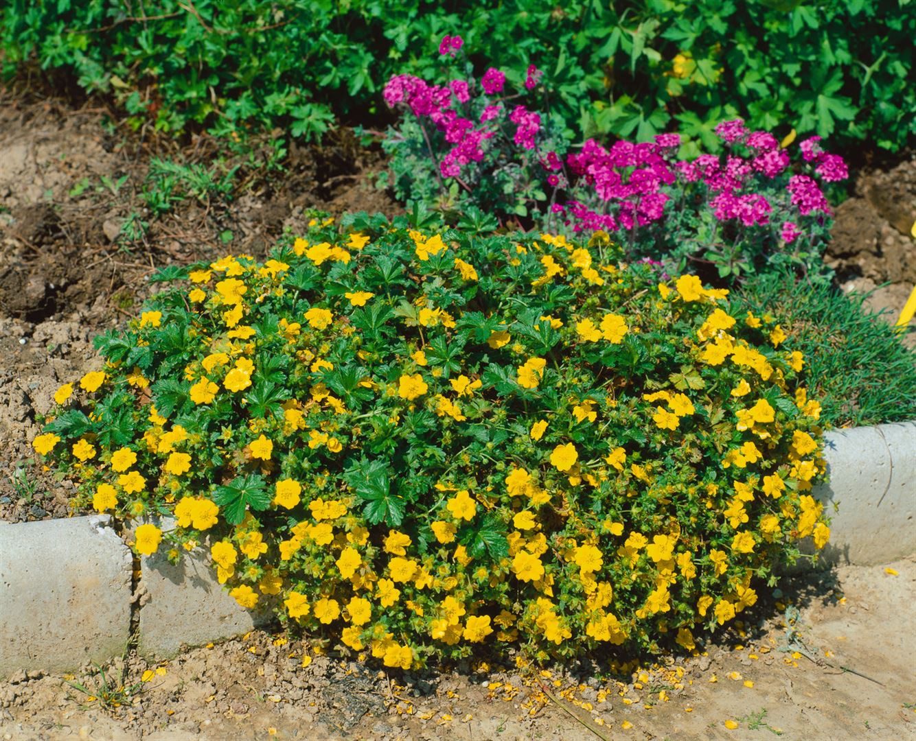 Pflanzen für Dich Почвопокровные растения Potentilla neumanniana Nana, 1 St., Fingerkraut, Frühlings-Fingerkraut, gelbblühend, bodendecker