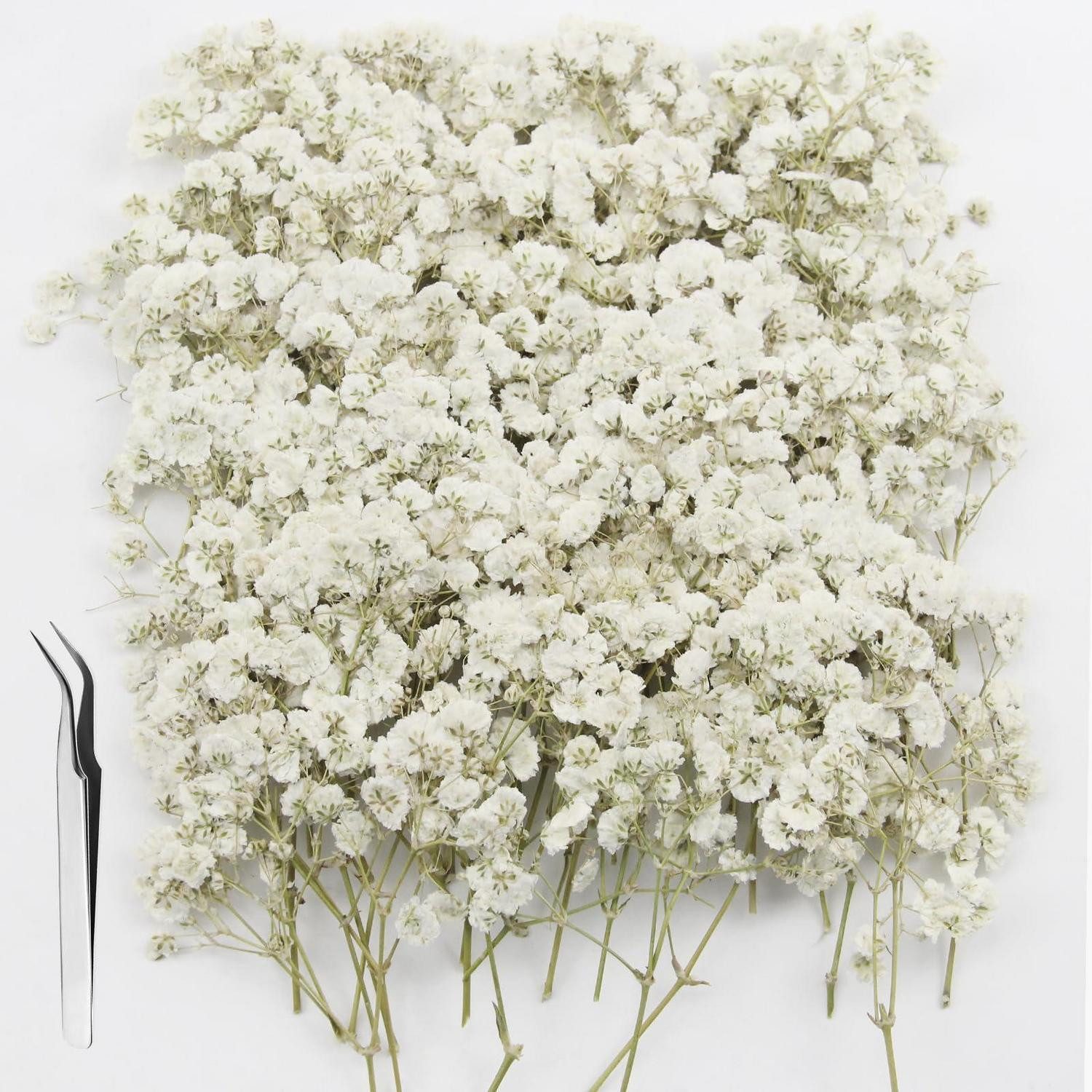 Trockenblume Trockenblumen Schleierkraut Weiss 120 Stk., LuxusKollektion, Höhe 0.5 cm