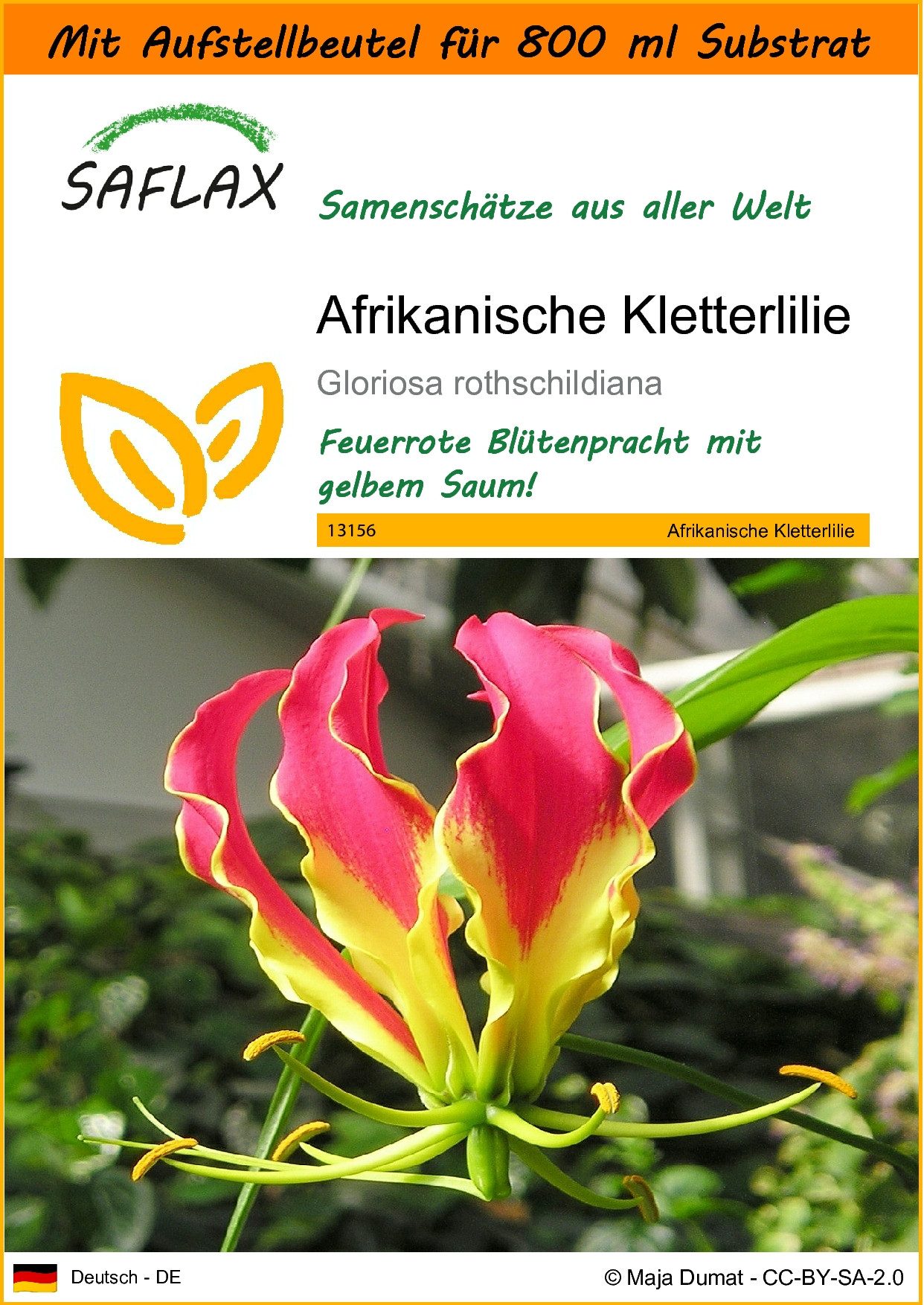 Blumensamen SAFLAX - Garden in the bag - Afrikanische Kletterlilie