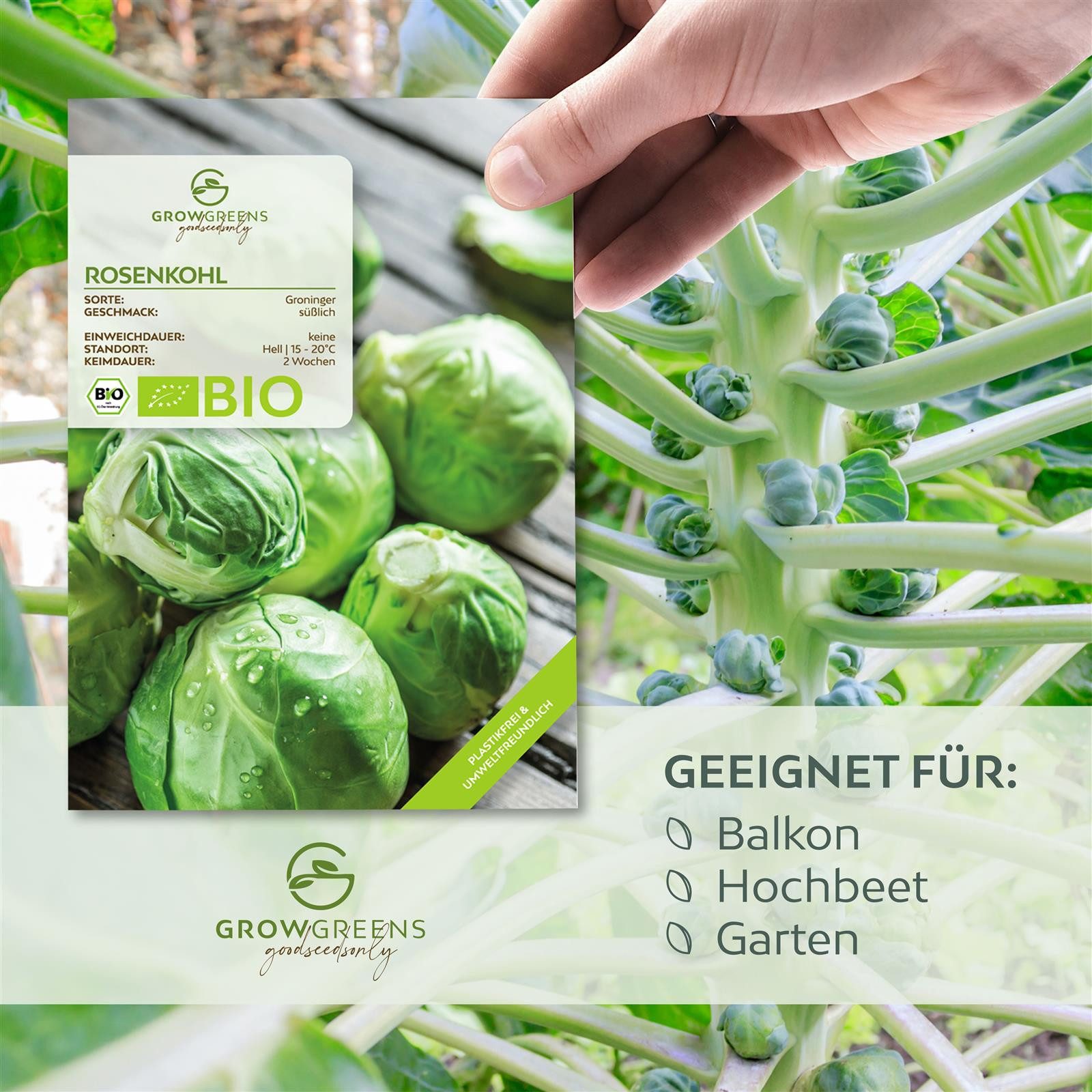 Growgreens Gemüsesamen BIO Rosenkohl Samen (Groninger) - Rosenkohl Saatgut günstig online kaufen