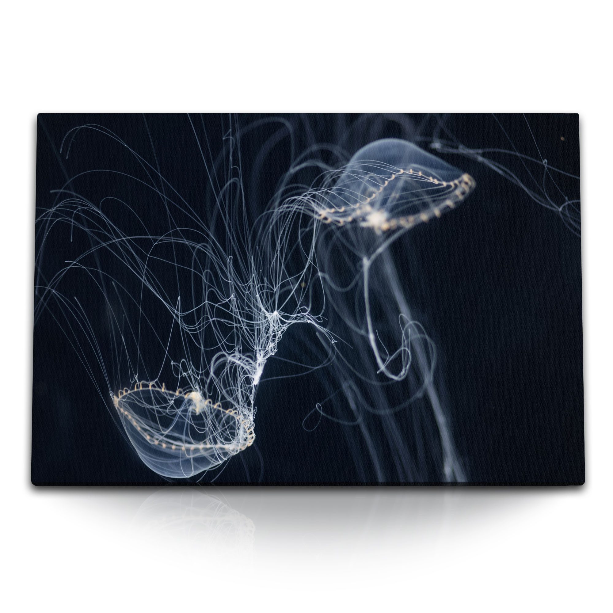 Leinwandbild 120x80cm Wandbild auf Leinwand Quallen unter Wasser schwarzer Hintergr