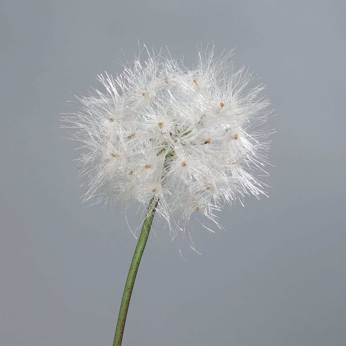 Kunstblume künstliche Pusteblume Löwenzahn 80cm oder günstig online kaufen