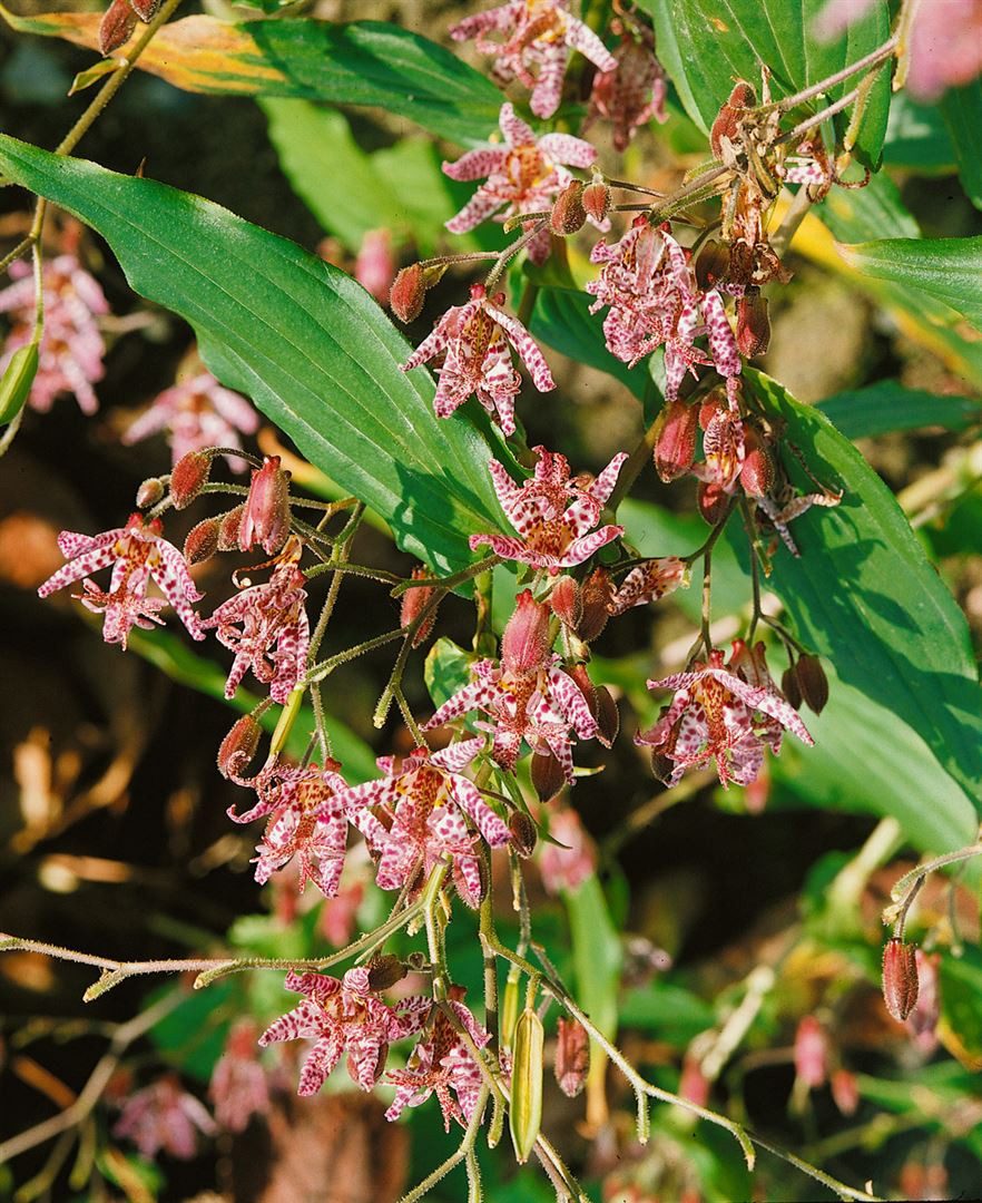 Pflanzen für Dich Staude Tricyrtis hirta, 1 St., Japanische Krötenlilie, Krötenlilie