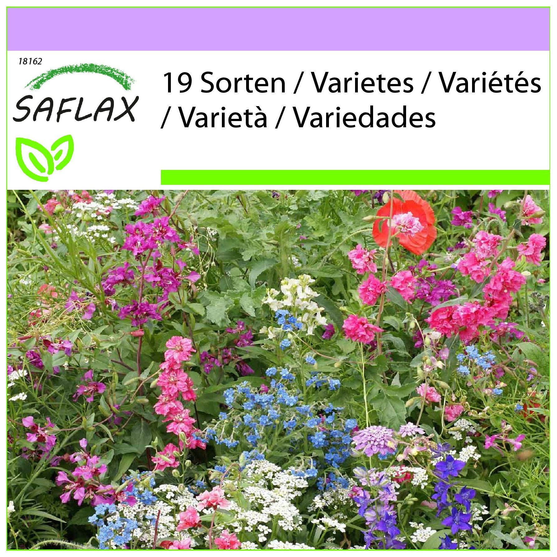 SAFLAX Blumensamen SAFLAX - Samen - Schattengewächse