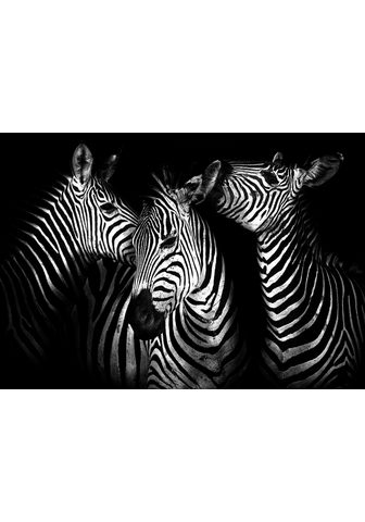  CONSALNET обои »ZEBRA« 104...