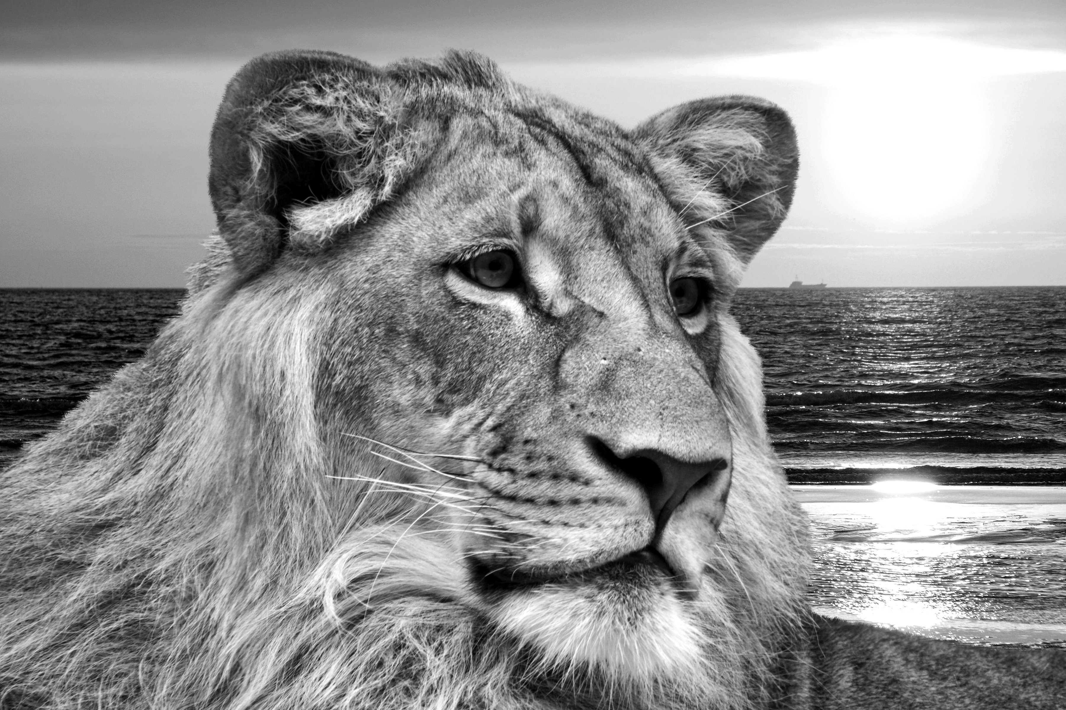 Löwe & schwarz weiß Papermoon Fototapete