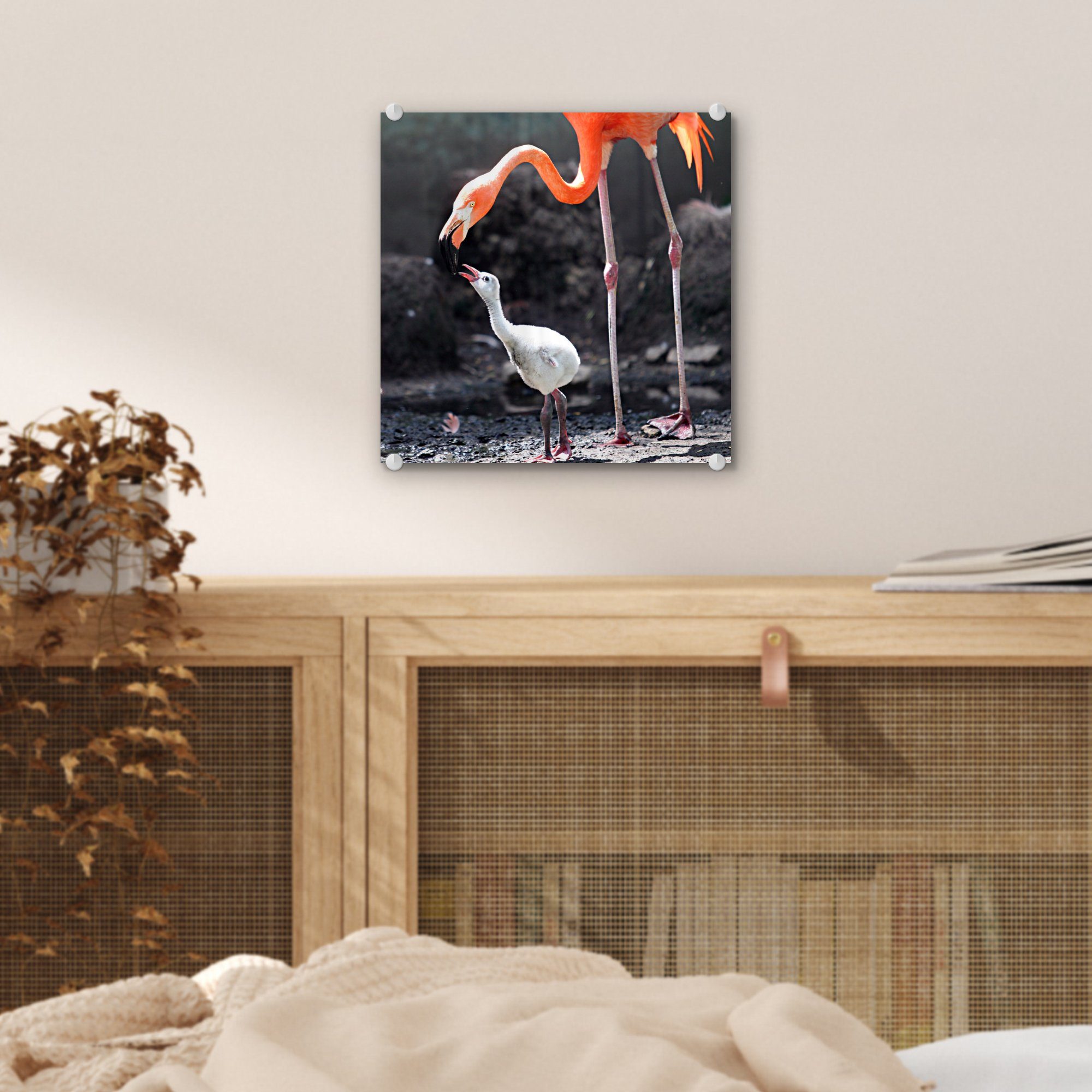 auf Glas (1 Glasbilder Foto St), Bilder Wandbild - Acrylglasbild - Flamingo Wanddekoration Glas Mutter Baby, - MuchoWow ihr füttert auf
