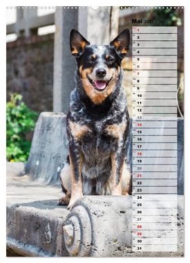 CALVENDO Wandkalender Australian Cattle Dogs auf der Darmstädter Mathildenhöhe (Premium, hochwertiger DIN A2 Wandkalender 2023, Kunstdruck in Hochglanz)