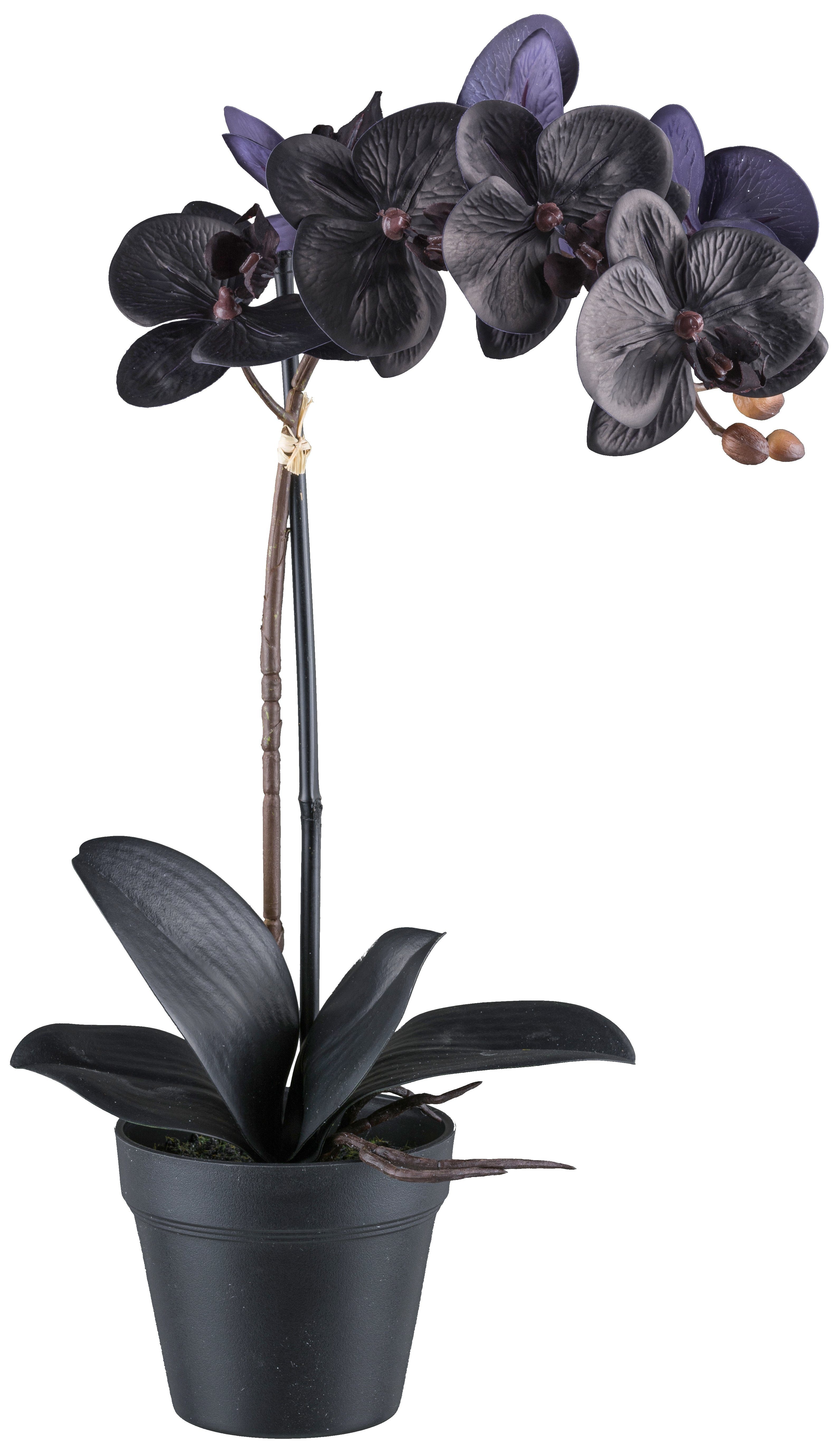 Kunstorchidee Orchidee Phalaenopsis