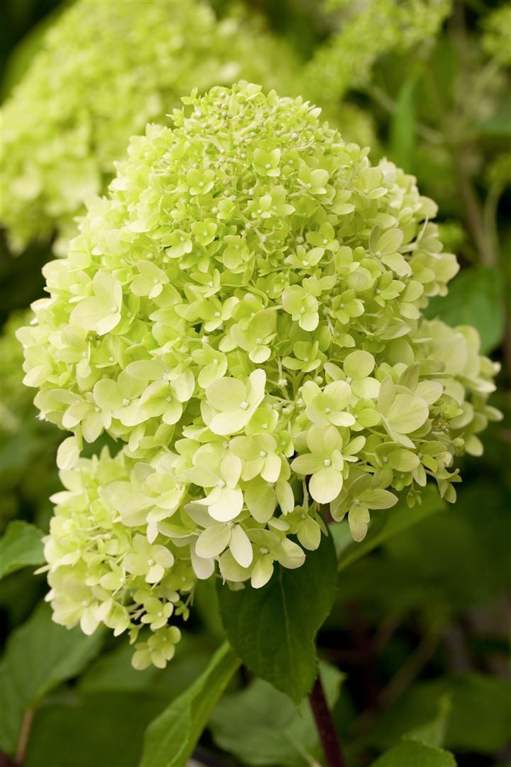 Pflanzen für Dich Gehölze Hydrangea pan. Limelight, 1 St., Rispenhortensie, Hortensie