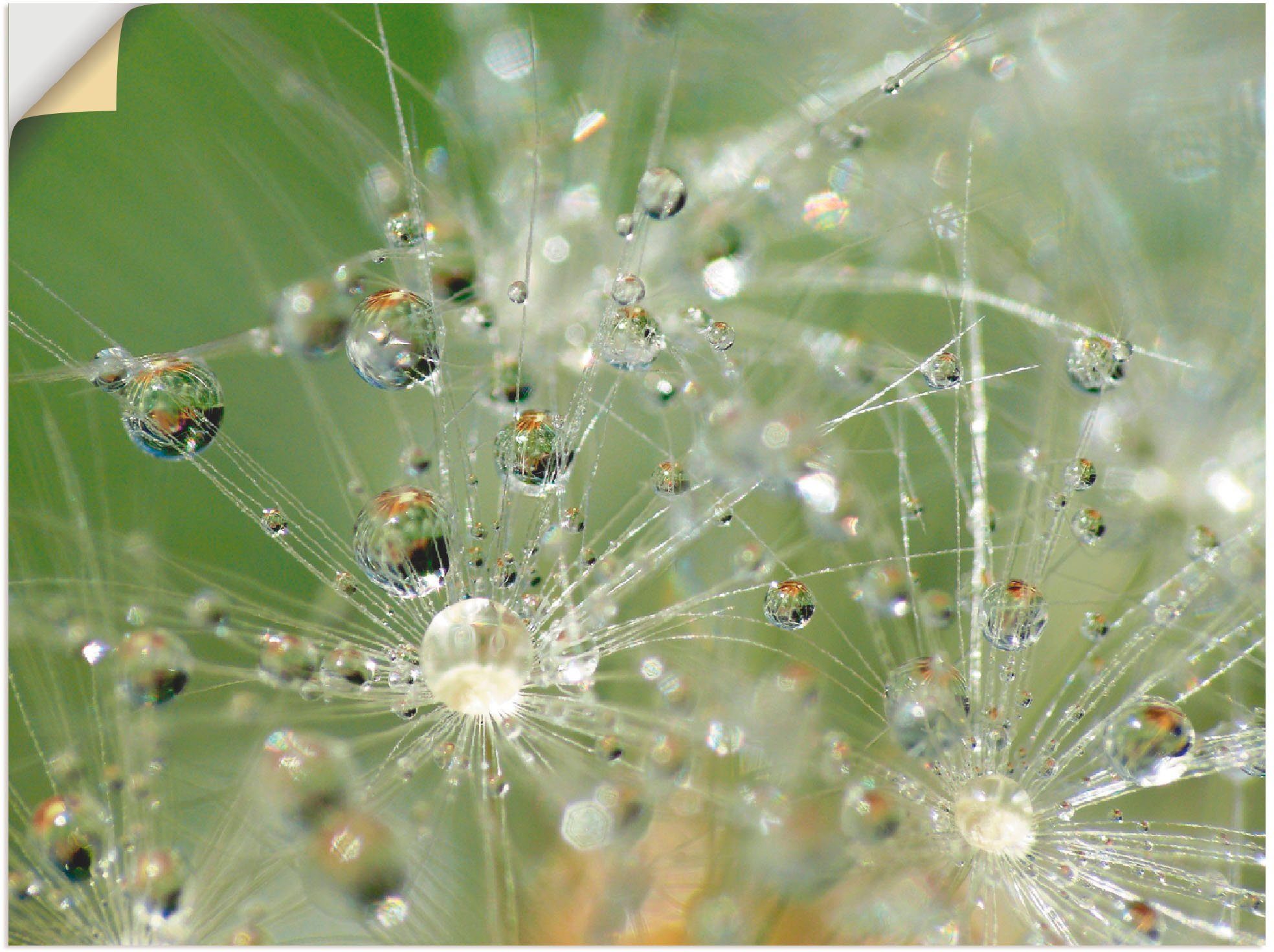 Artland Wandbild Wassertropfen Pusteblume, Blumen (1 St), als Leinwandbild, Wandaufkleber oder Poster in versch. Größen