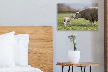 OneMillionCanvasses® Leinwandbild Schafe - Gras - Lamm, (1 St), Wandbild Leinwandbilder, Aufhängefertig, Wanddeko, 30x20 cm