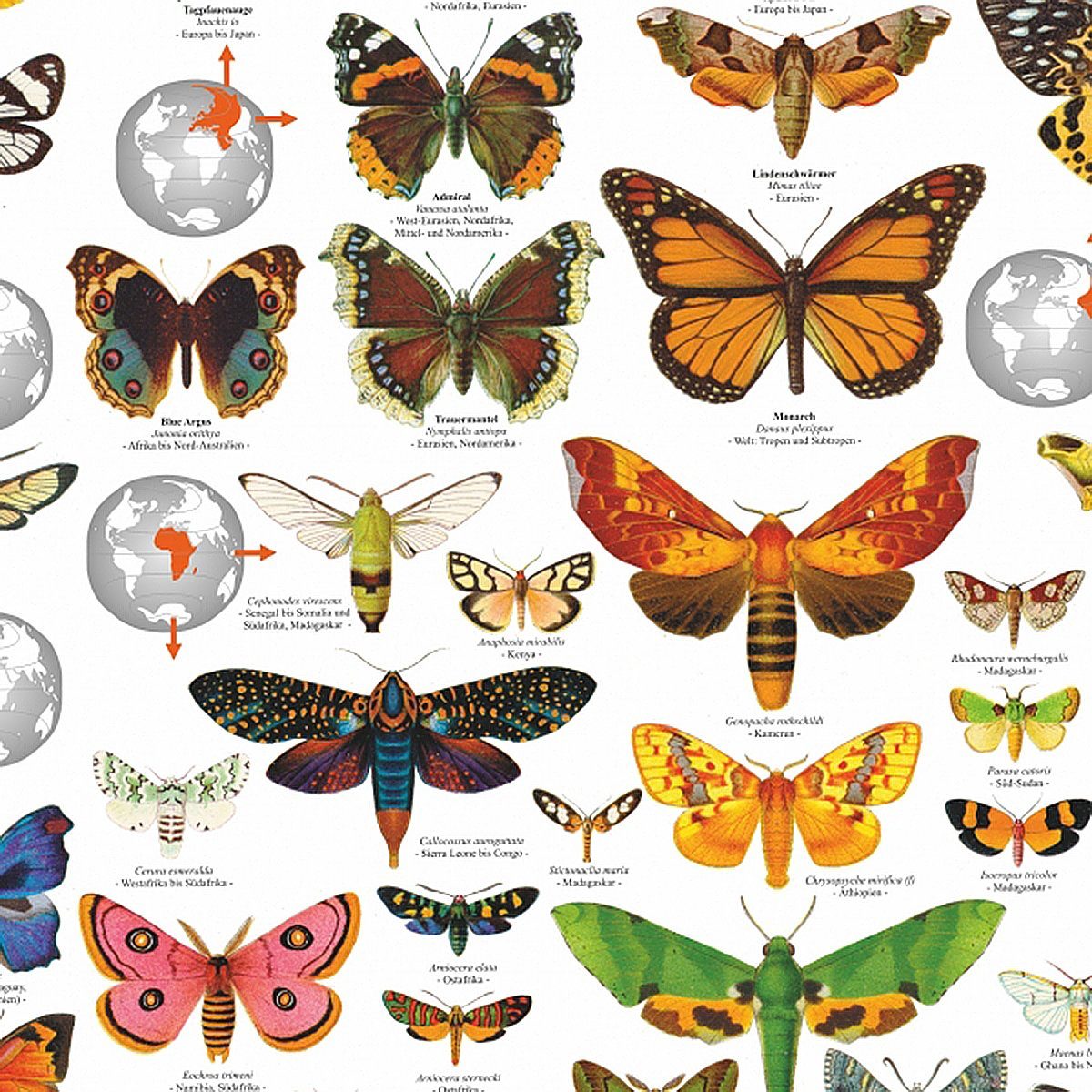 Close Up Poster Schmetterlinge der Welt Poster deutsch DIN A1 84,1 x 59,4 c günstig online kaufen