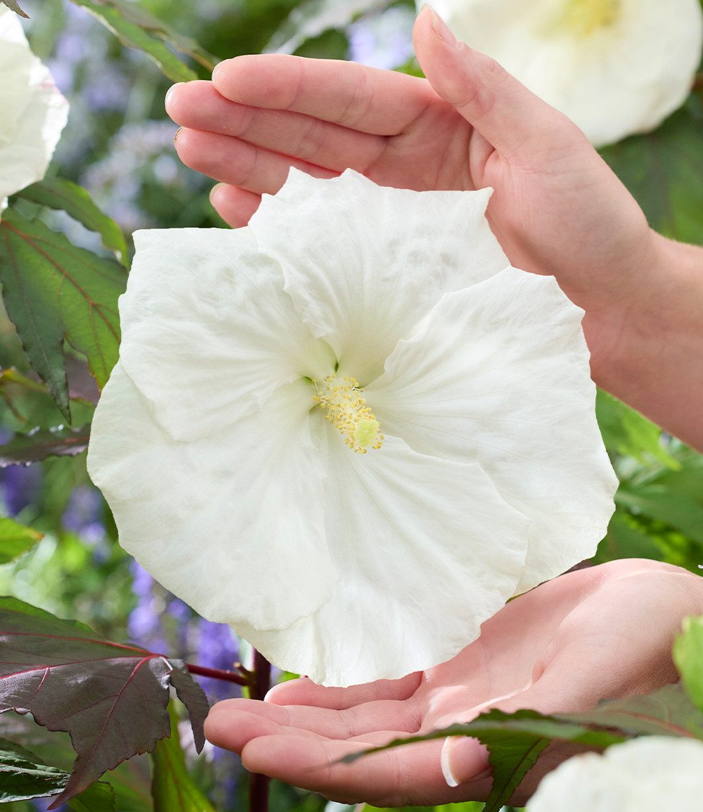 BALDUR Garten Staude Hibiskus 'Carousel Ghost®', 1 St., Blütenpracht, winterhart, mehrjährig, pflegeleicht
