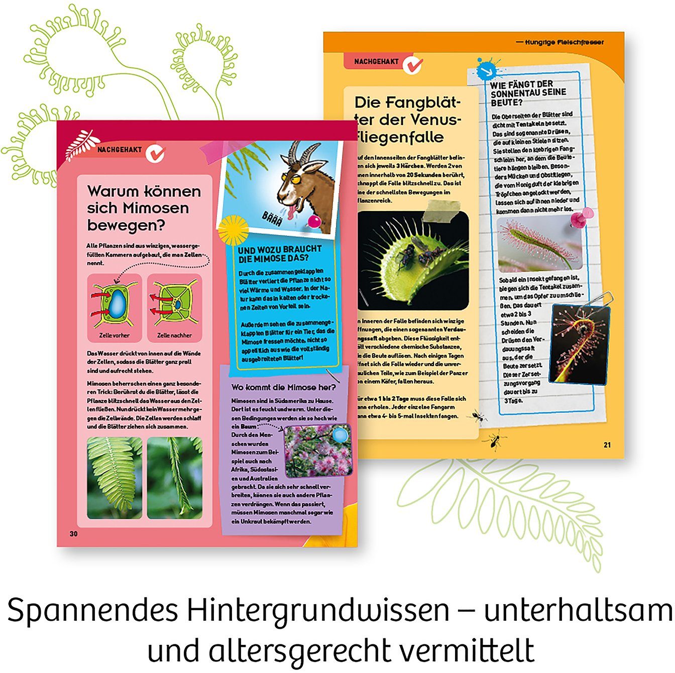 Pflanzen, Kosmos Fleischfressende in Made Experimentierkasten Germany