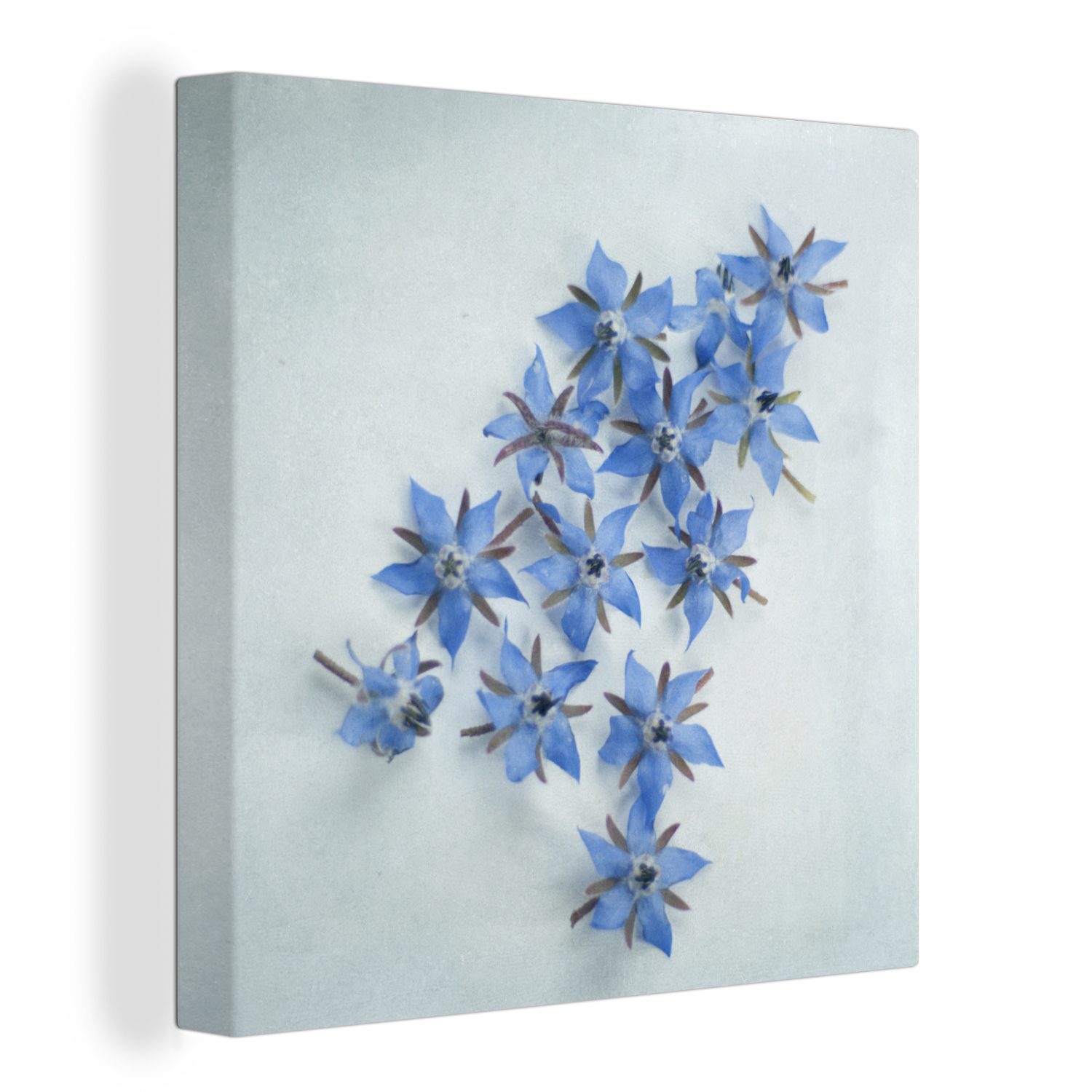 OneMillionCanvasses® Leinwandbild Blaue Borretschblüten auf hellblauem Hintergrund, (1 St), Leinwand Bilder für Wohnzimmer Schlafzimmer