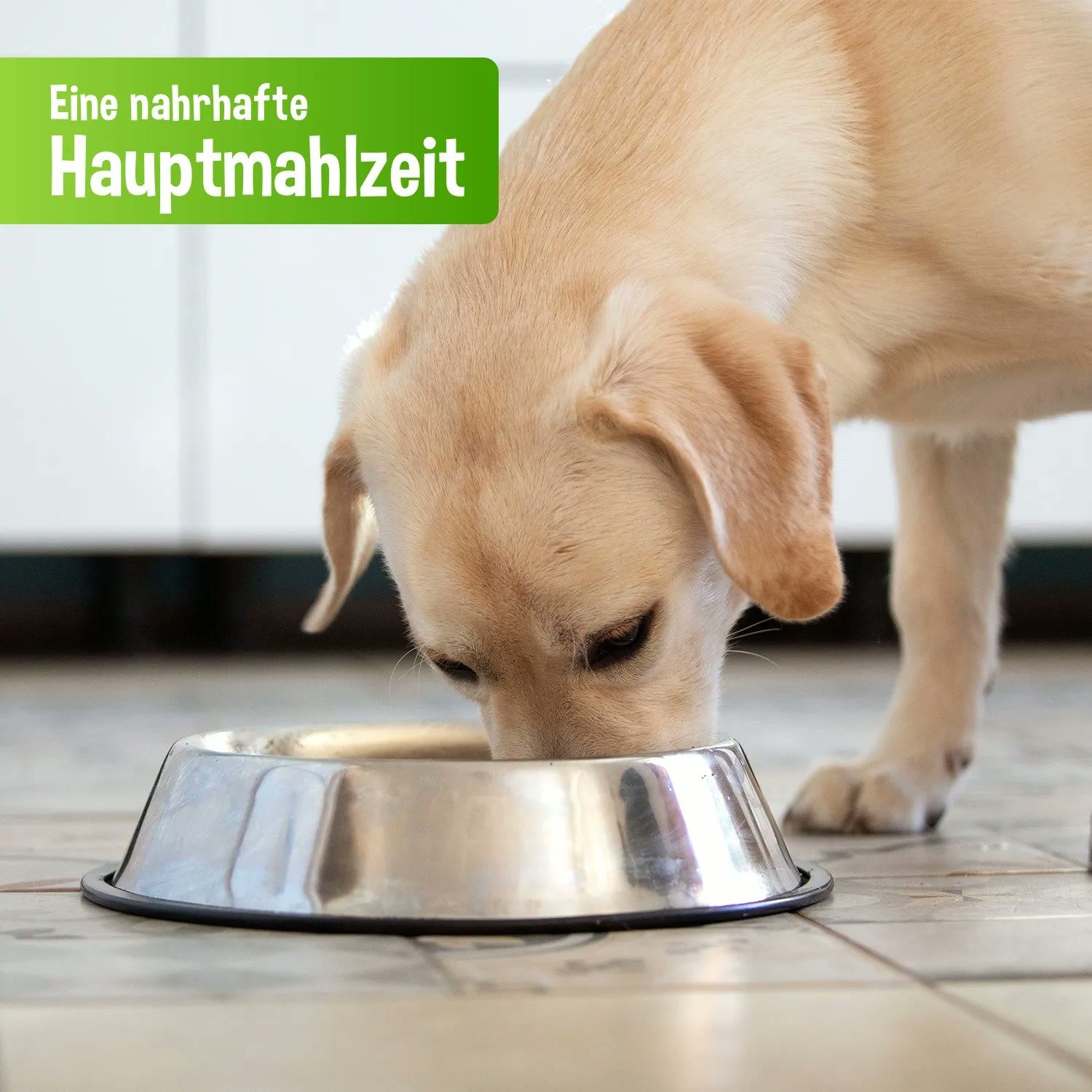 Schecker Hundefutter Känguru PUR - ohne Getreide Känguru, Nassfutter für: Hunde, Ohne Getreide, Gluten, Farb- oder Konservierungsstoffe