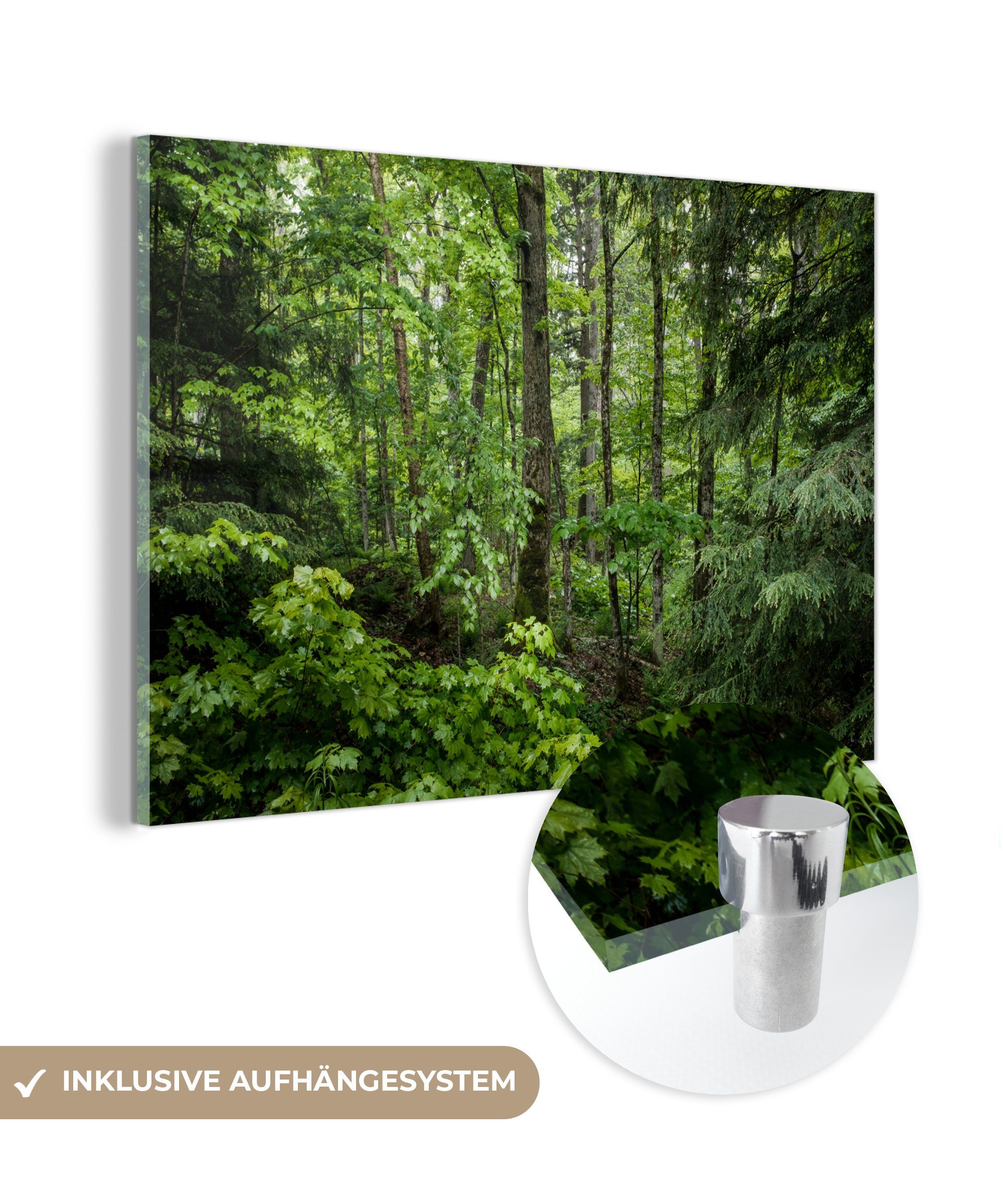 MuchoWow Acrylglasbild Wald - Baum - Grün, (1 St), Acrylglasbilder Wohnzimmer & Schlafzimmer