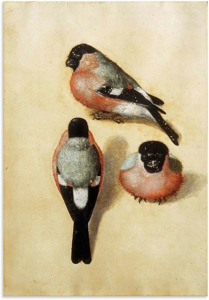 Artland Wandbild Vogel in drei Positionen.1520, Vogelbilder (1 St), als  Alubild, Leinwandbild, Wandaufkleber oder Poster in versch. Größen