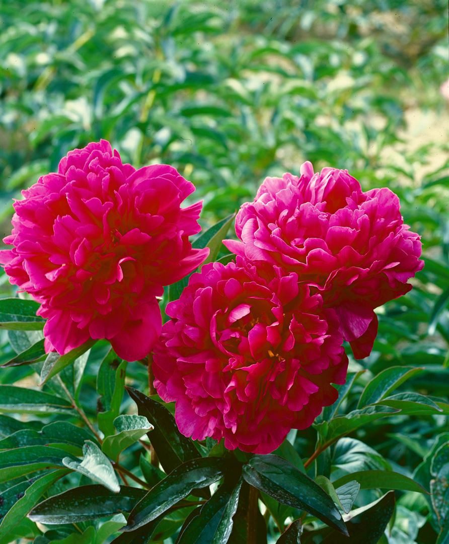 Pflanzen für Dich Staude Paeonia lact. Kansas, 1 St., Edel-Pfingstrose, Pfingstrose