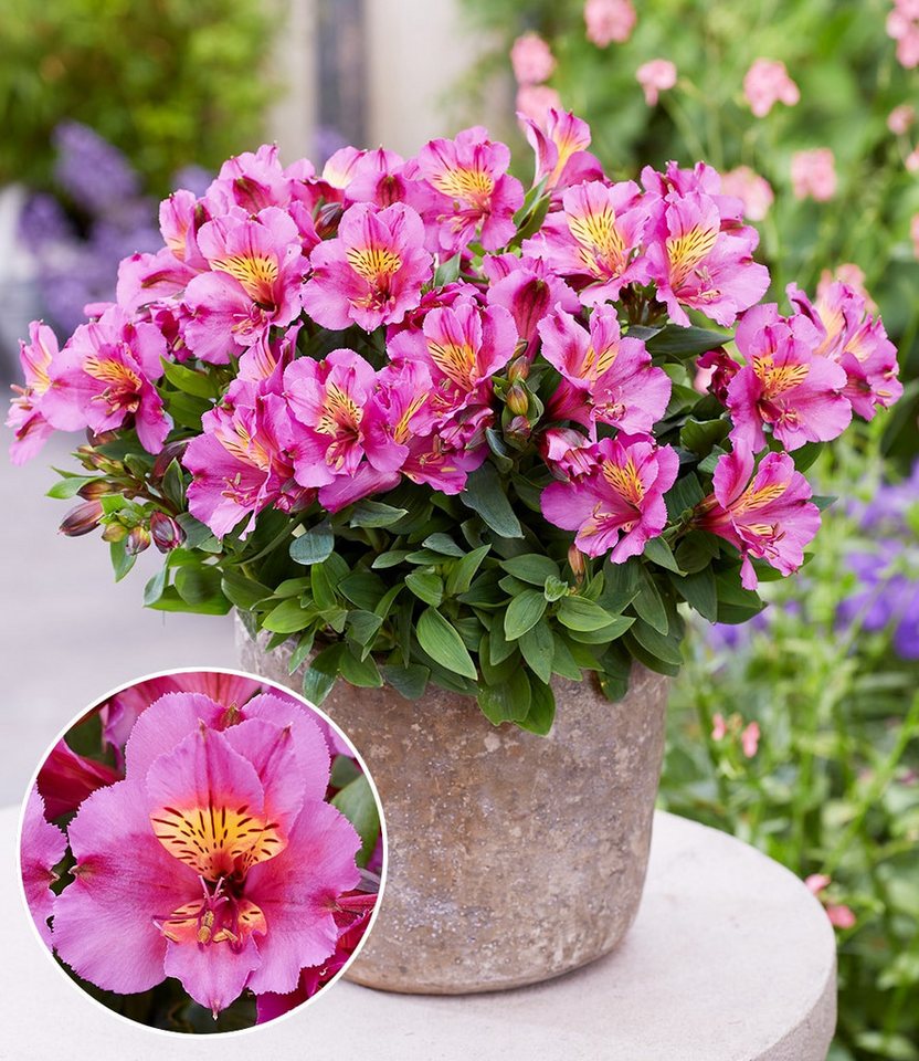 BALDUR Garten Staude Winterharte Alstromeria Incalys® 'Purple', im 12 cm XL-Topf, 1 St., Alstroemeria,winterhart, mehrjährig, pflegeleicht