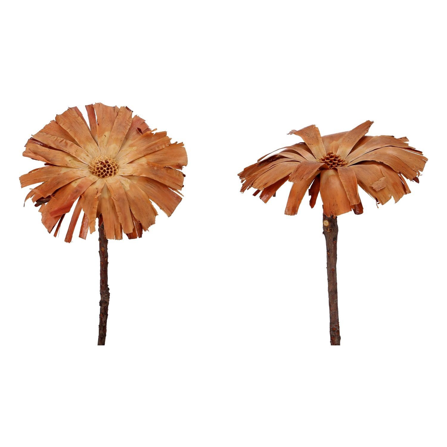 Trockenblume Protea Repens Rosette - groß - 30 Stück - hell, Vosteen