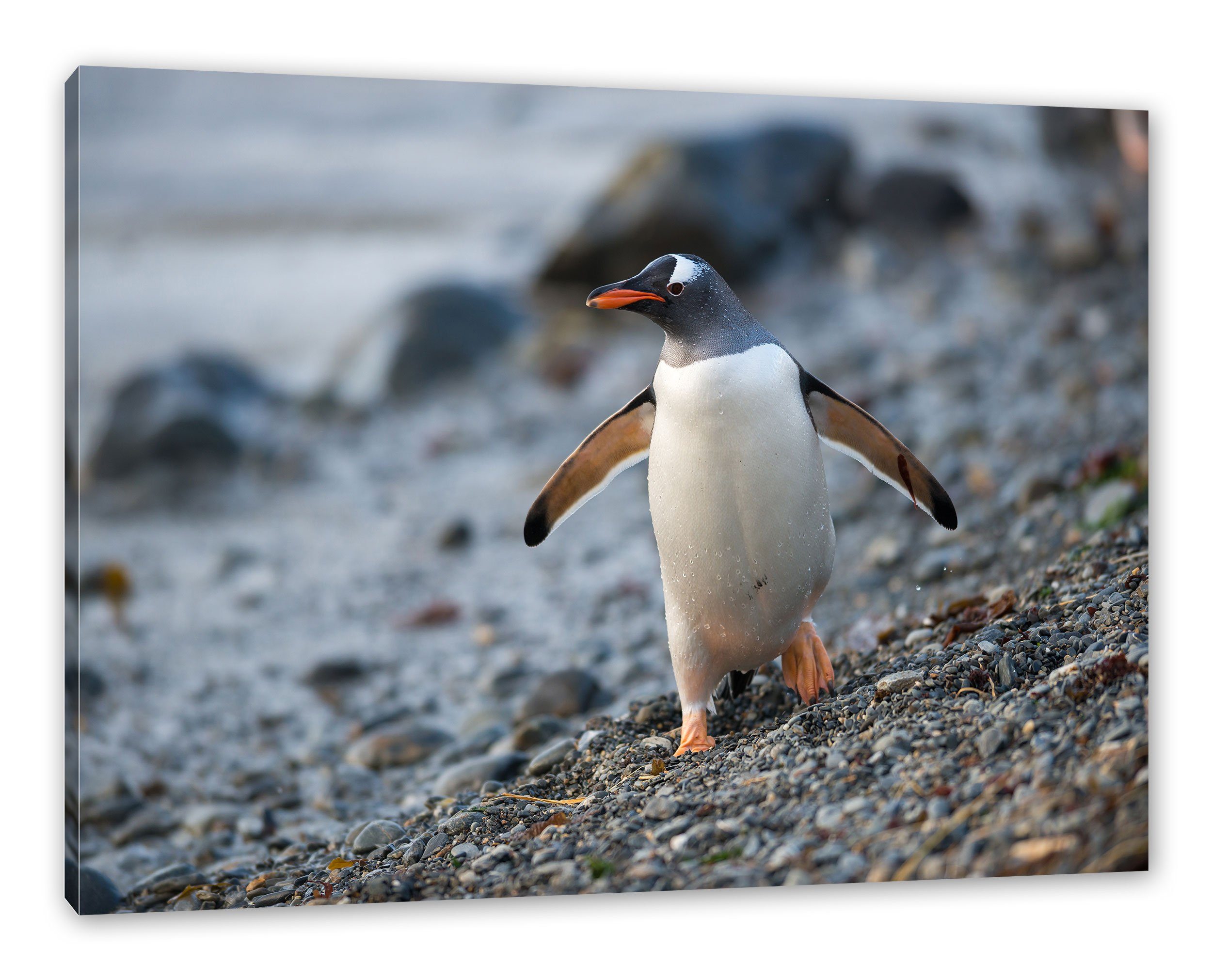 bespannt, fertig Leinwandbild Zackenaufhänger Pixxprint inkl. (1 Pinguine Leinwandbild St), Pinguine,