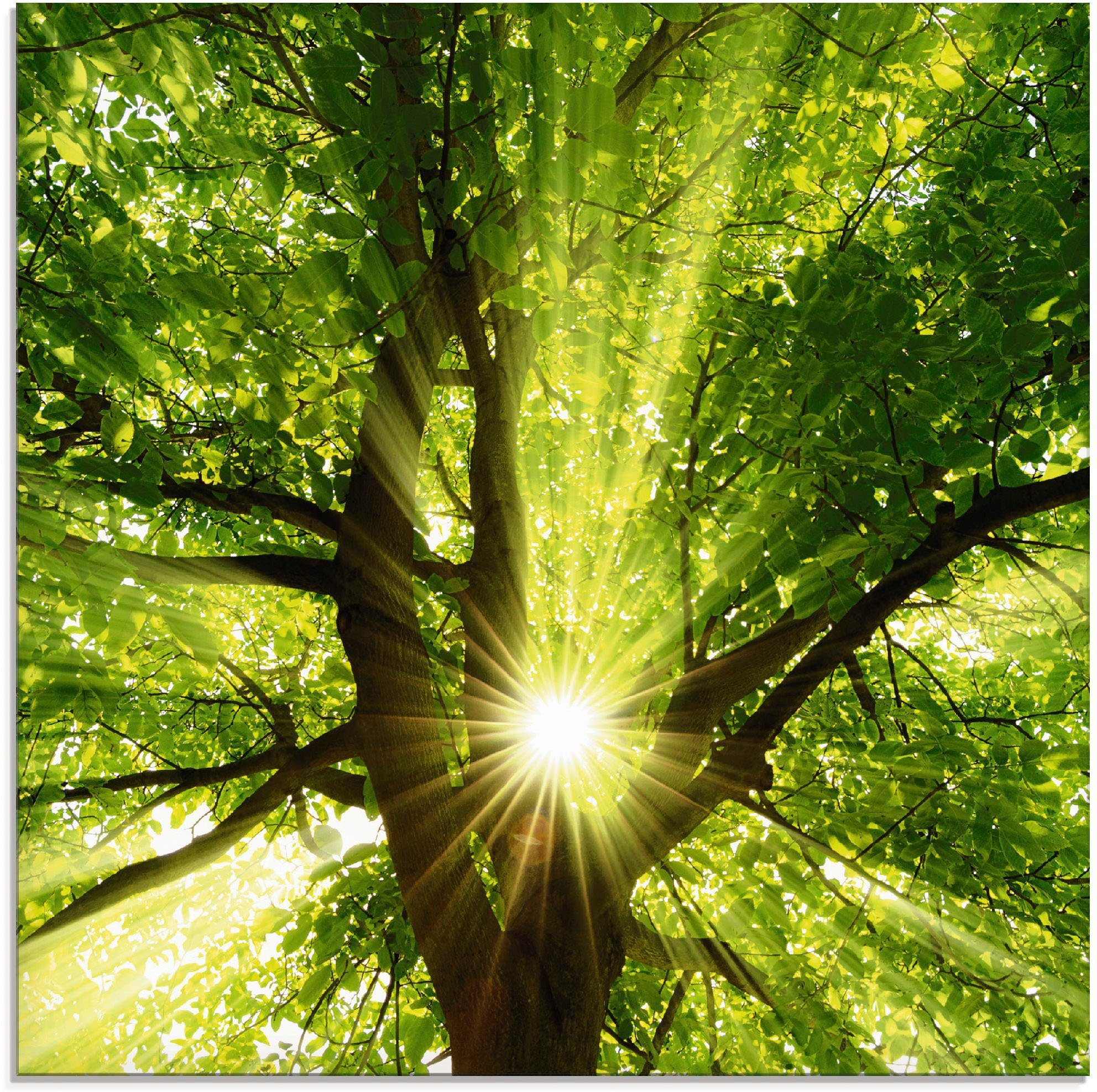 Artland Glasbild Sonne strahlt explosiv durch den Baum, Bäume (1 St), in verschiedenen Größen | Bilder